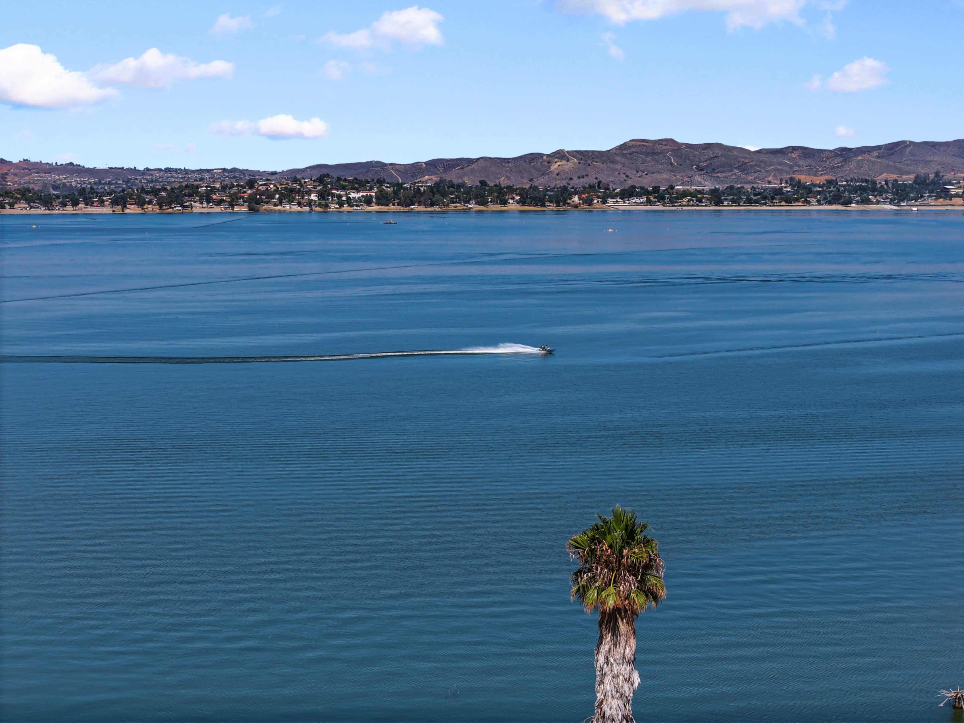A speedboat creates a wake as it moves across the calm water near a palm tree on the shore.