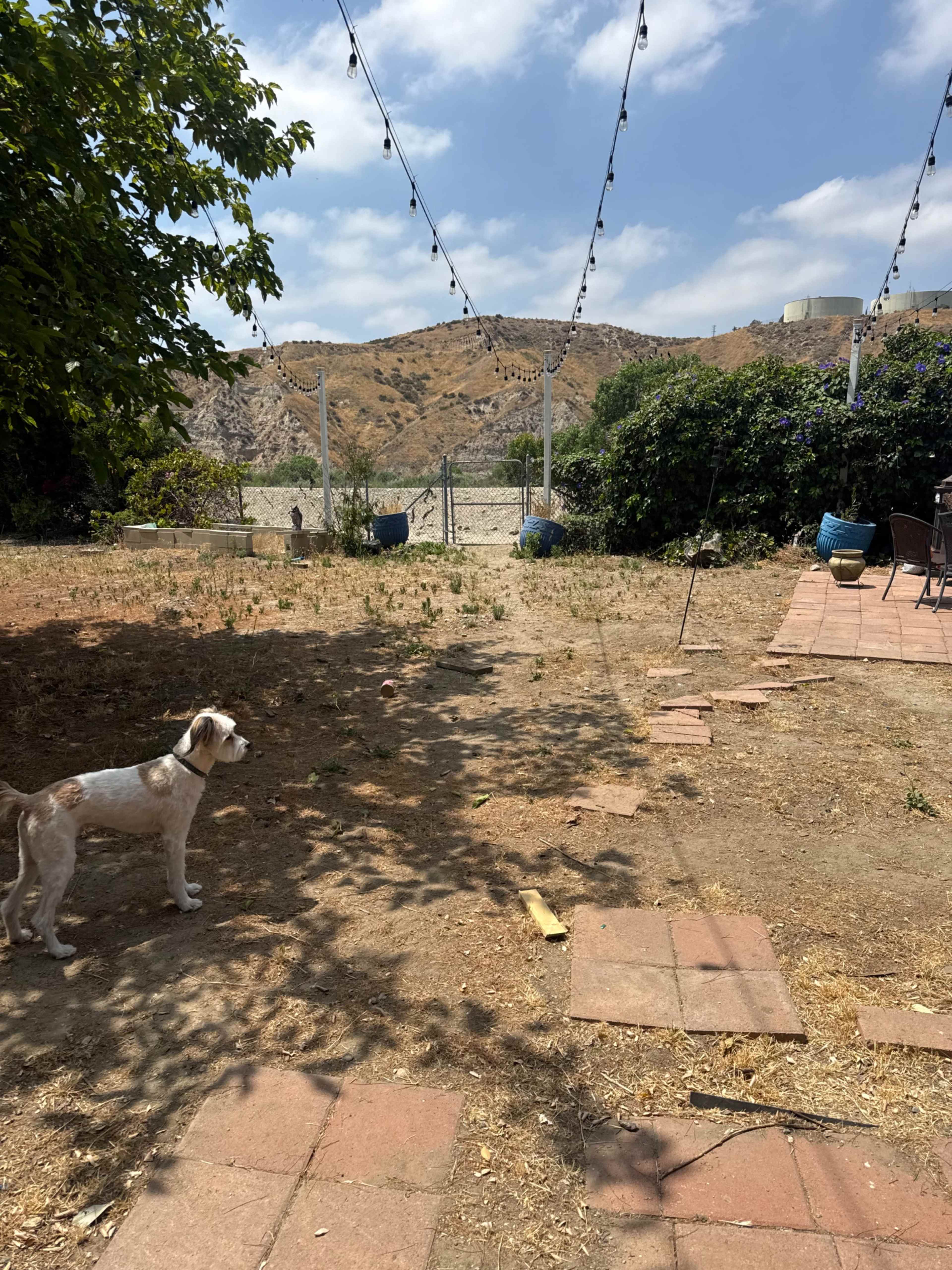 A dog stands on a dirt and brick patio in a yard that has dry grass and hills in the background.