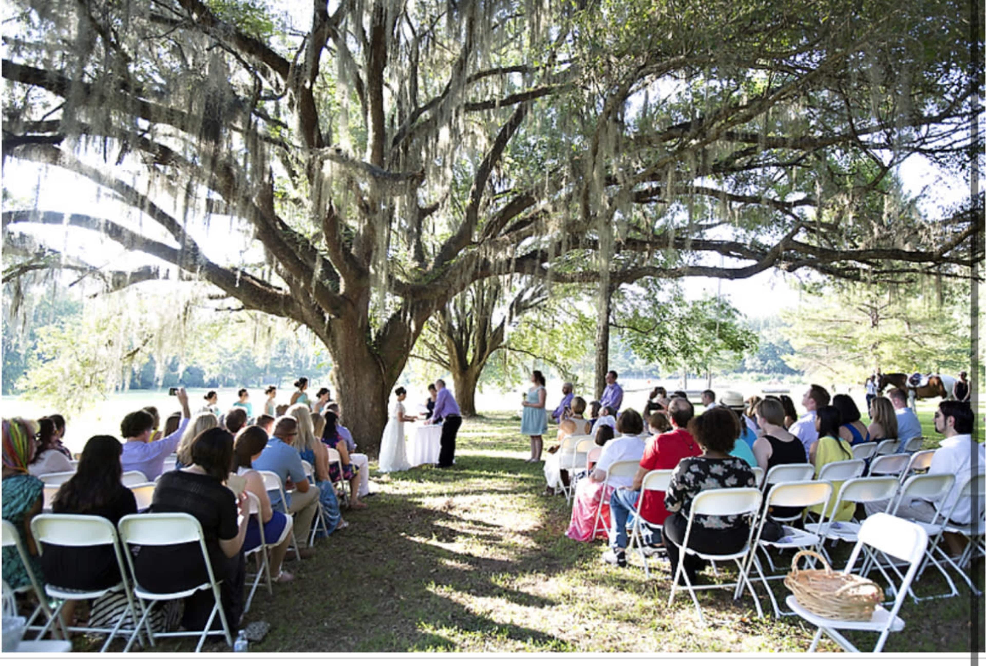 A wedding ceremony is taking place outdoors under a large tree, with guests seated on white chairs arranged in two rows facing the altar.