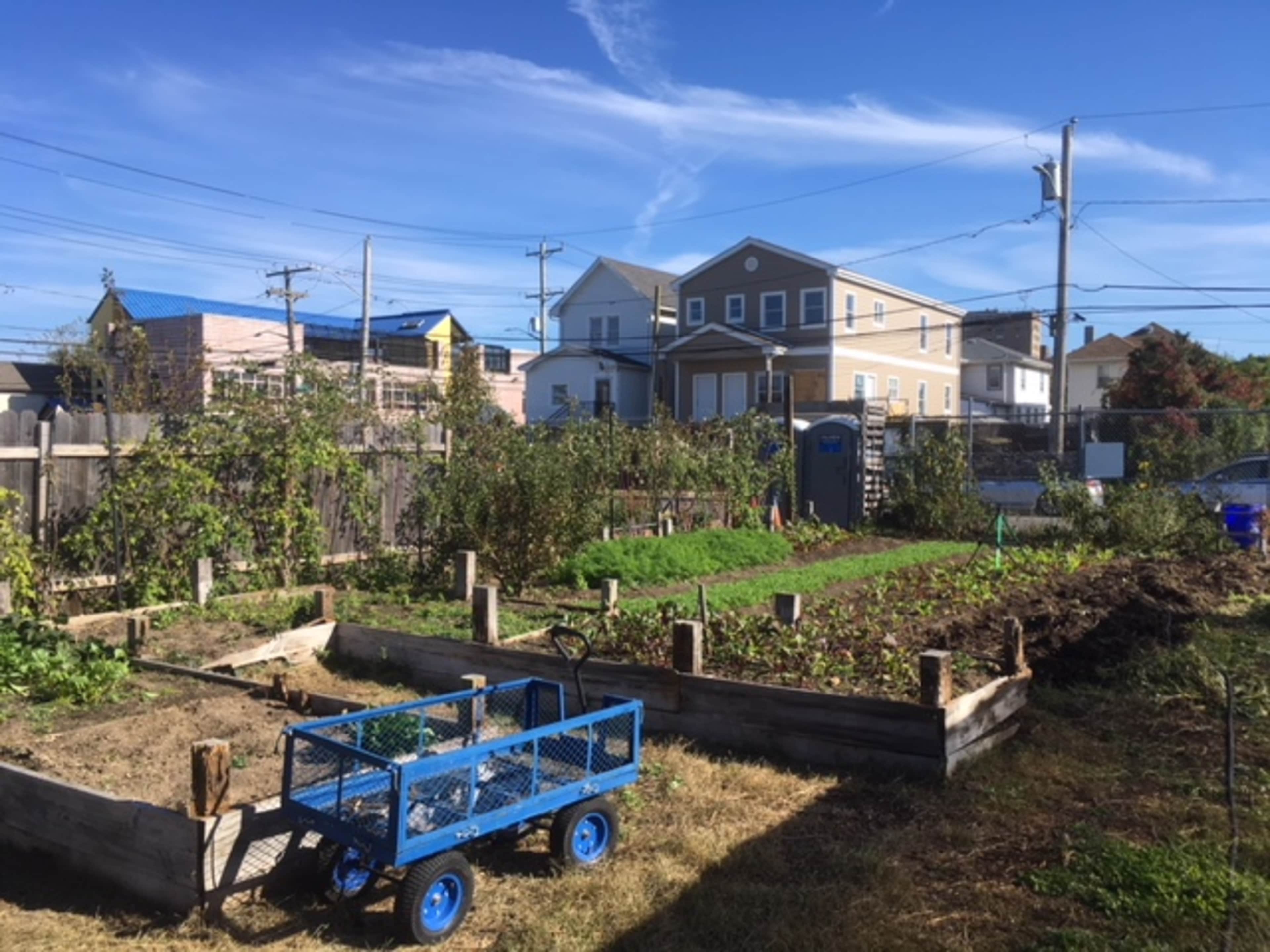 A community garden with wooden raised beds, a blue wagon, and houses in the background under a clear sky.