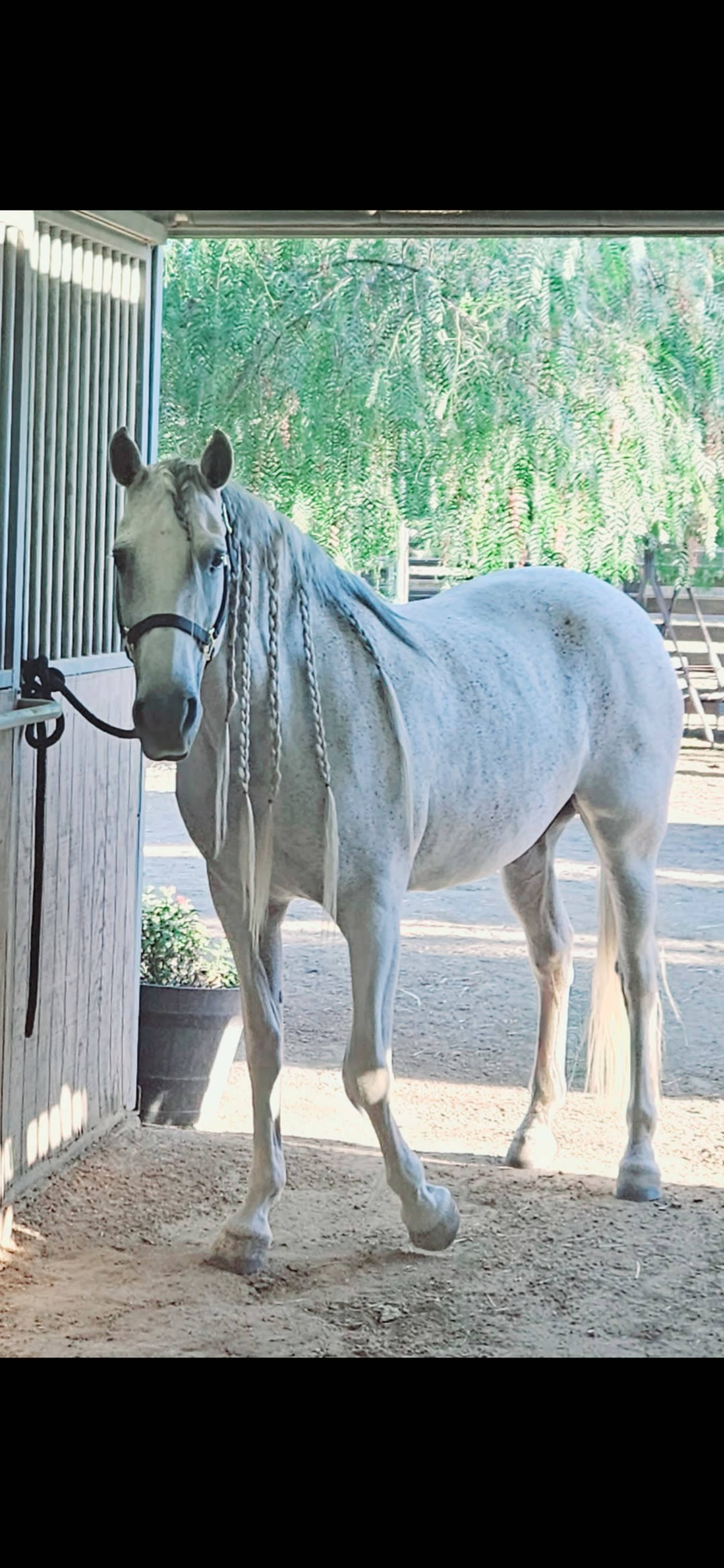 A white horse stands in an equestrian barn with its head turned toward the camera.