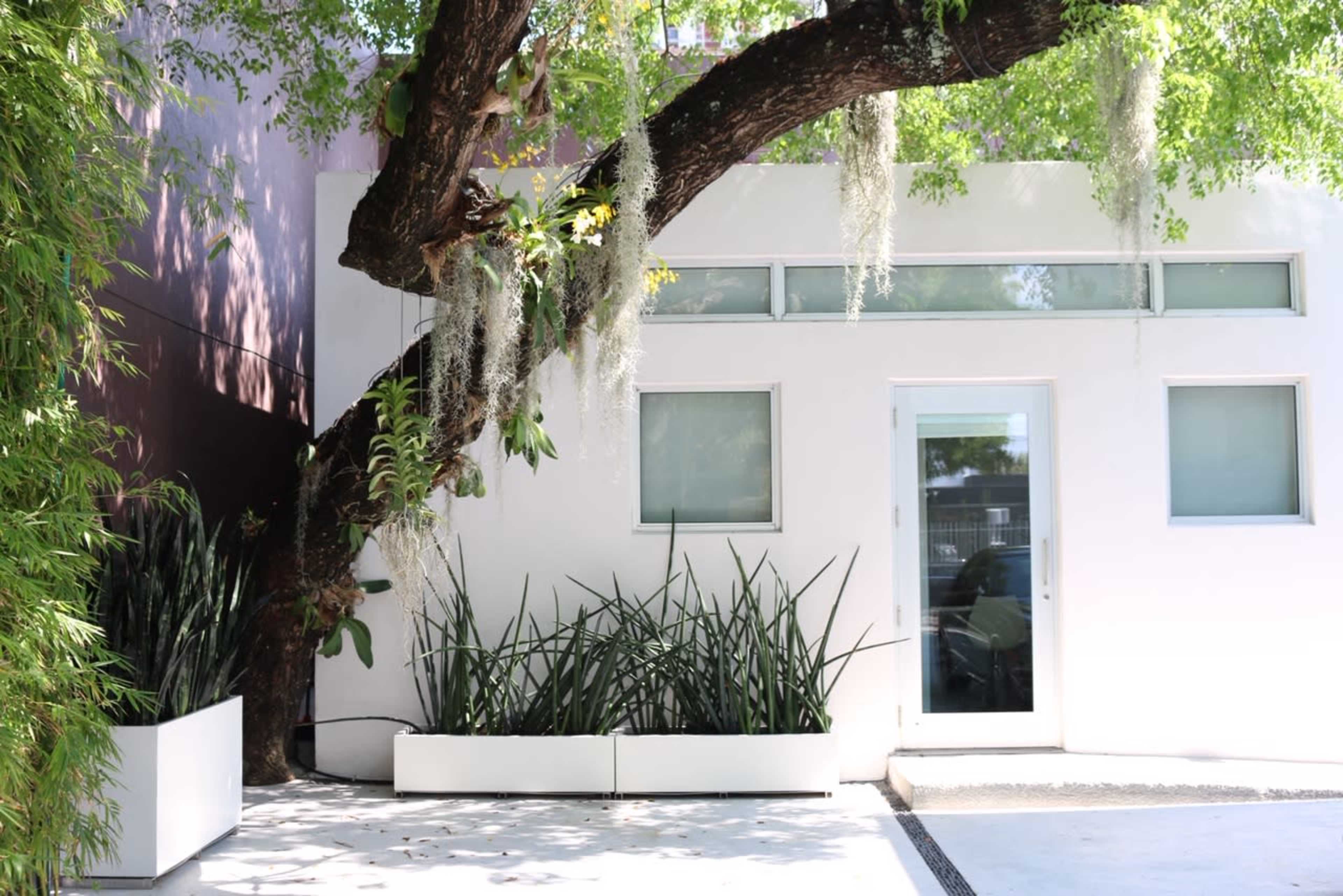 A large tree with hanging moss leans over a modern white building featuring a glass door and two square windows.