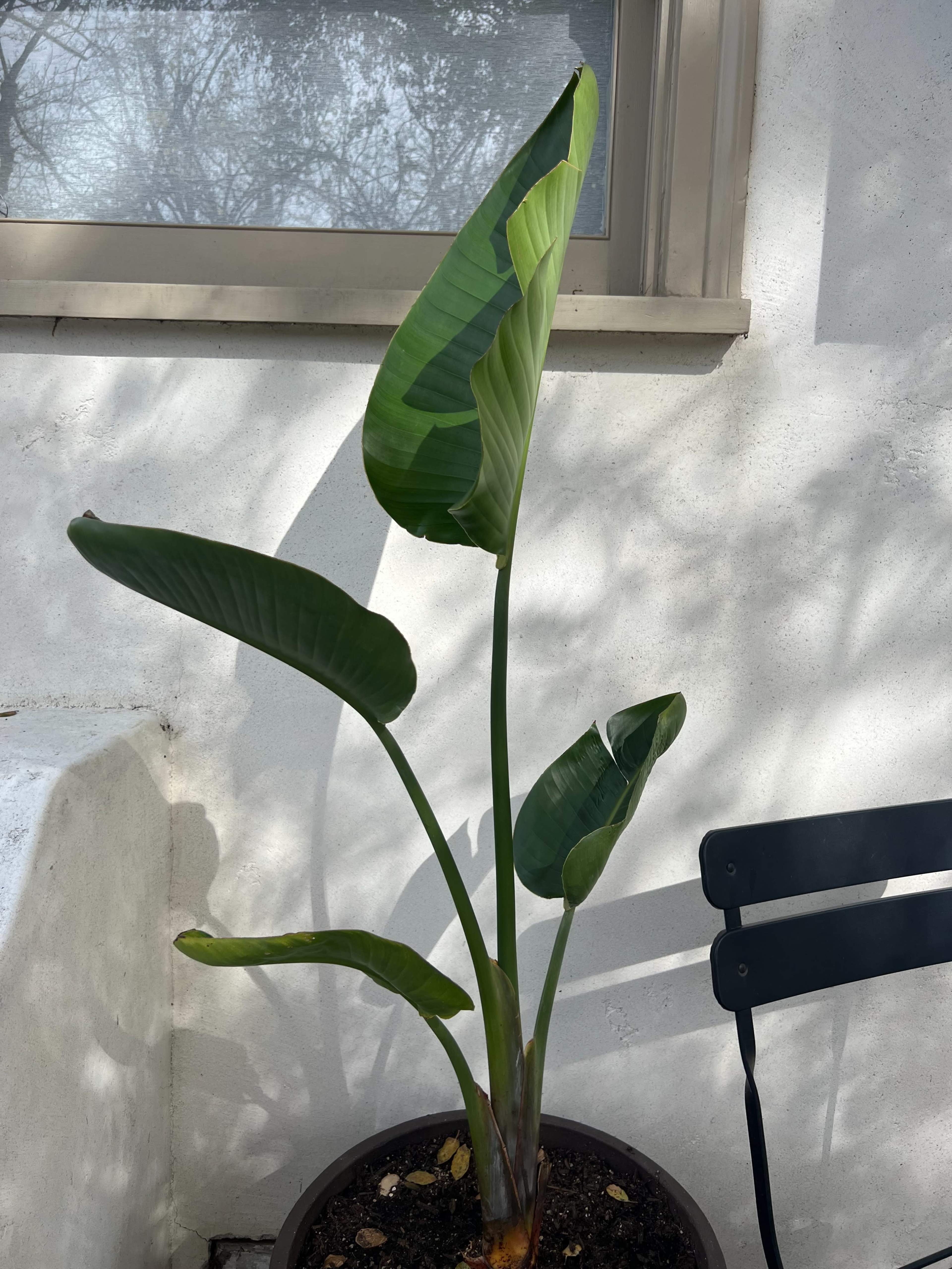 A potted plant with large green leaves stands beside a chair next to a wall.