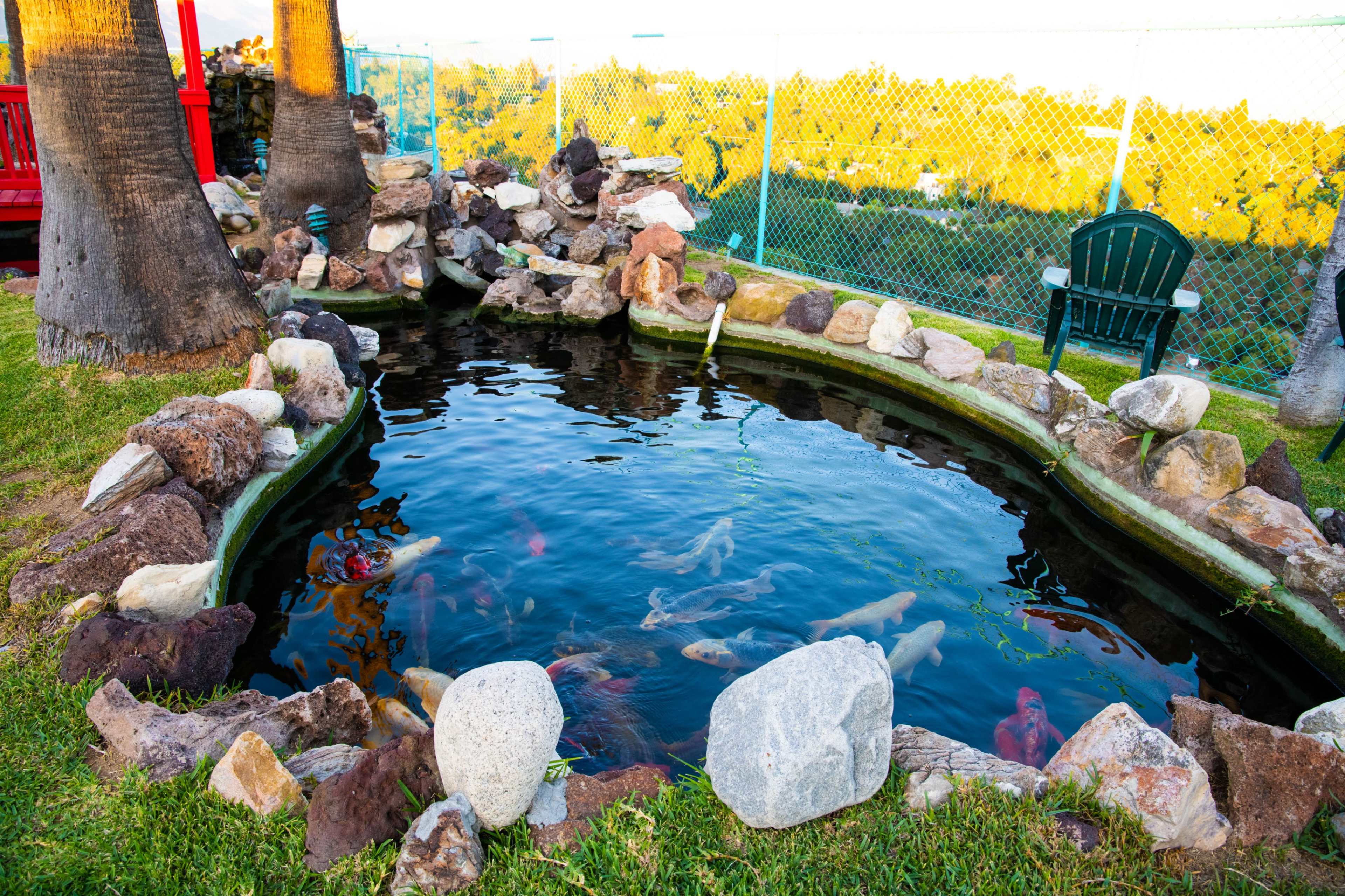 A fishpond surrounded by stones and grass, featuring several colorful fish swimming in the water.