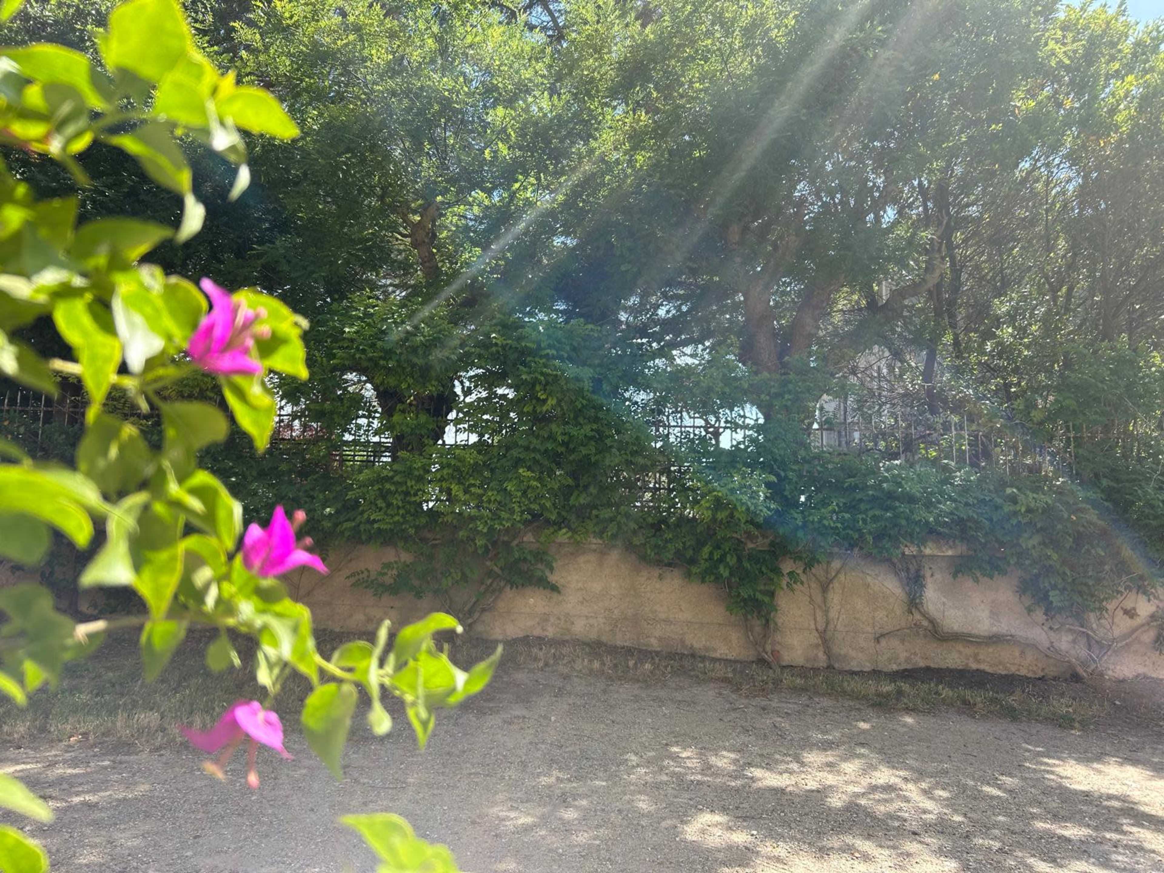 A lush green setting with a wall covered in foliage, framed by vibrant pink flowers in the foreground.