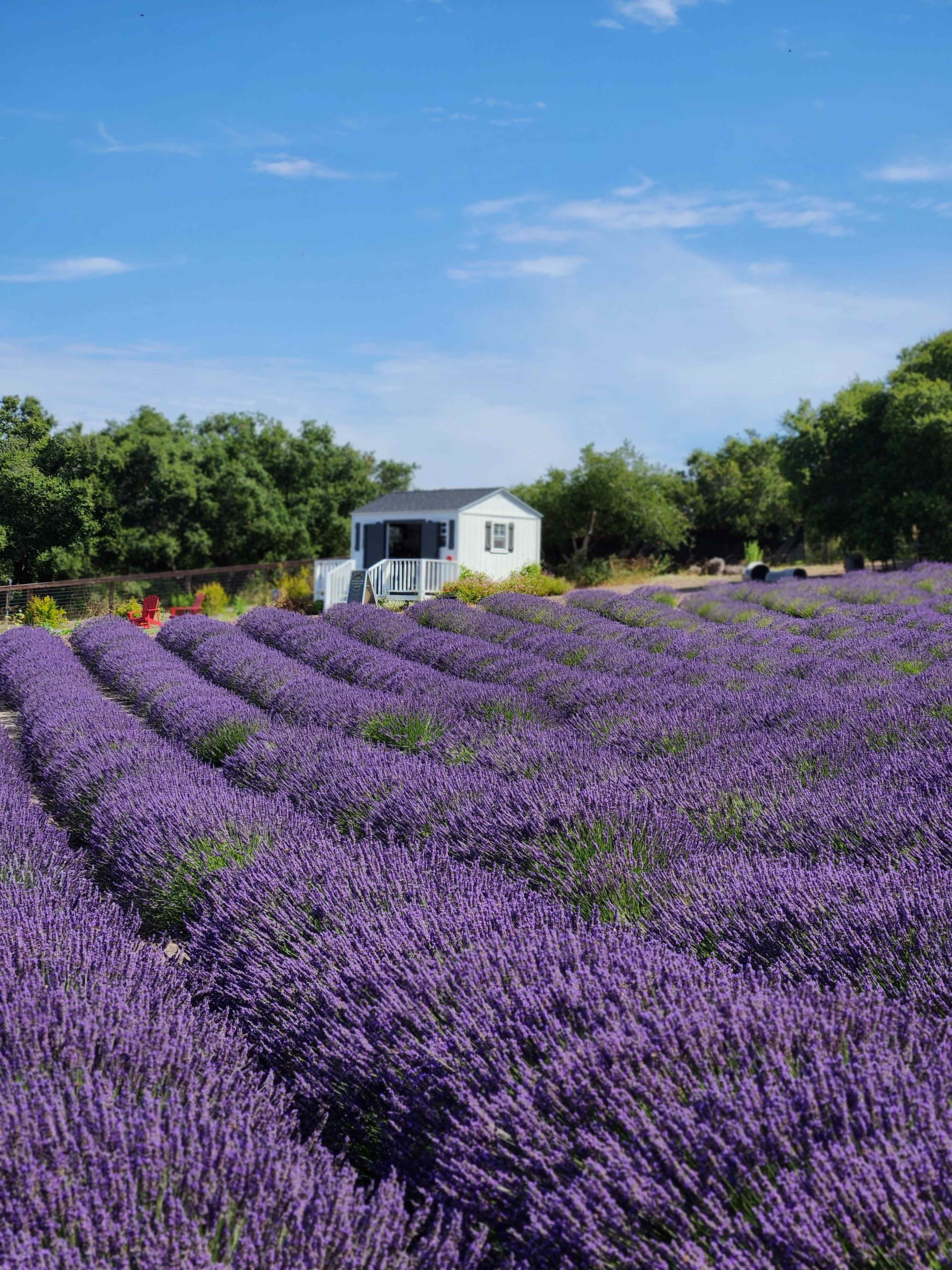 A white house sits amid rows of blooming lavender fields under a blue sky.
