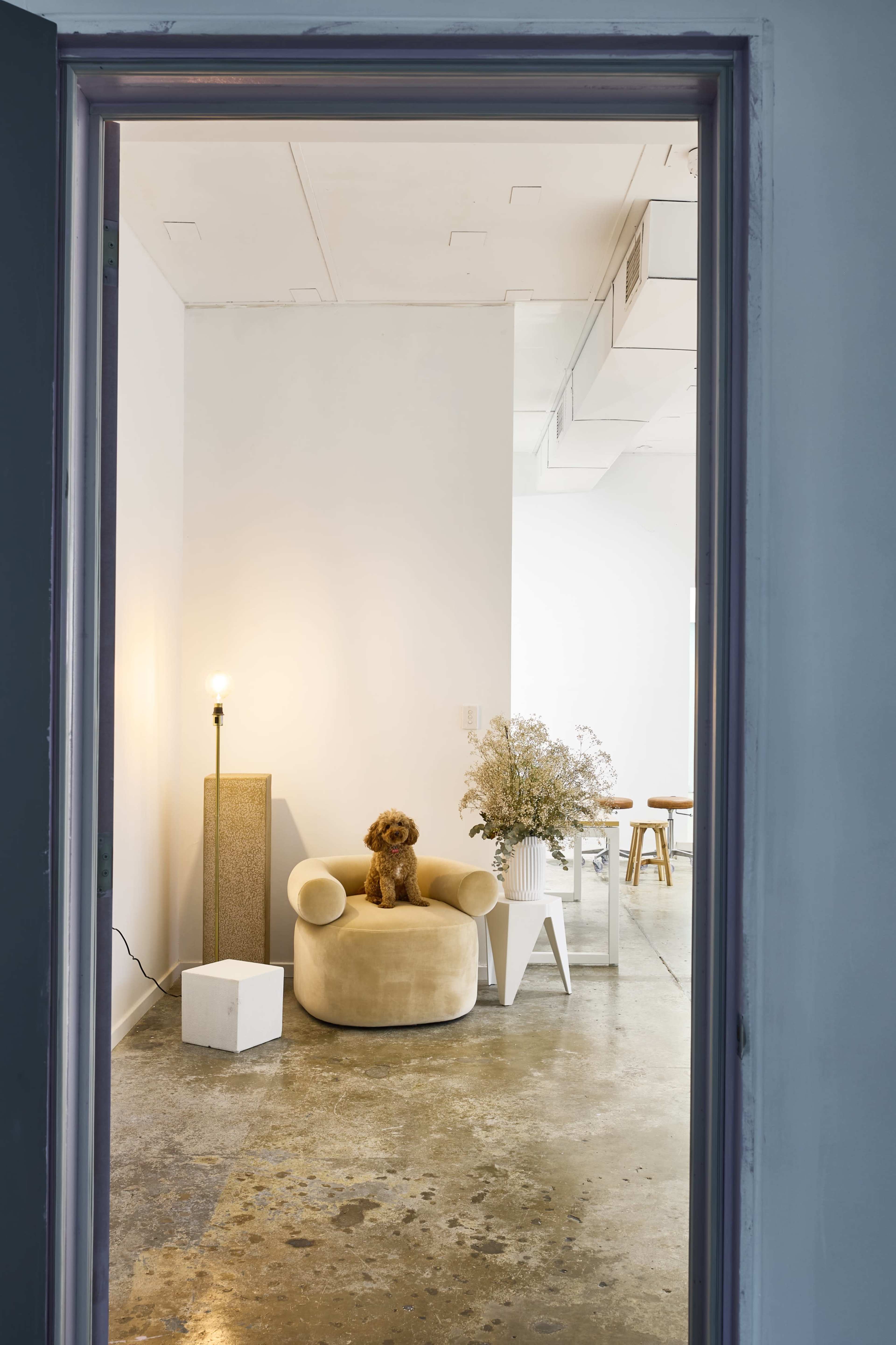 A small dog sits on a round, beige chair in a minimalist room with concrete flooring and sparse furnishings.