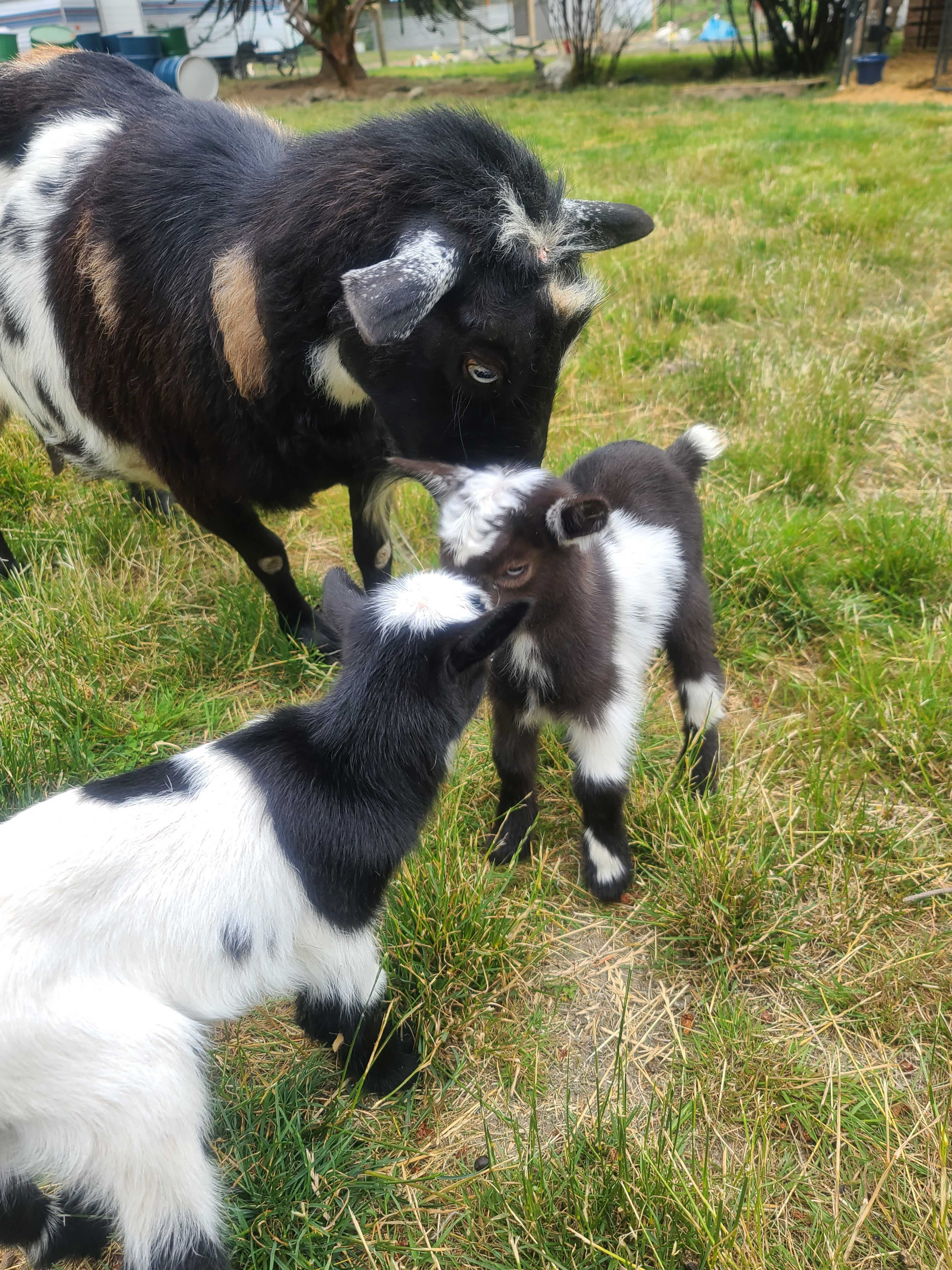 A mother goat watches as her two young kids play together in a grassy area.