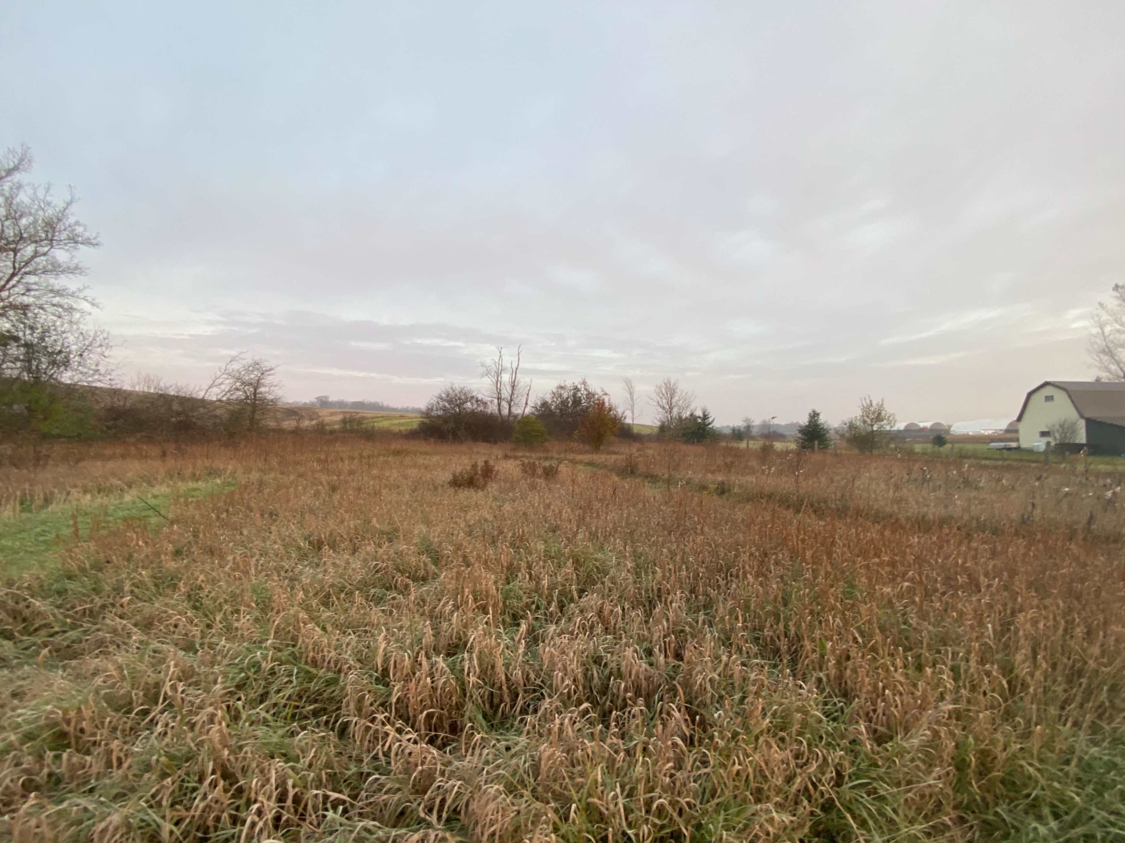 A grassy field with sparse trees and a barn in the background under an overcast sky.
