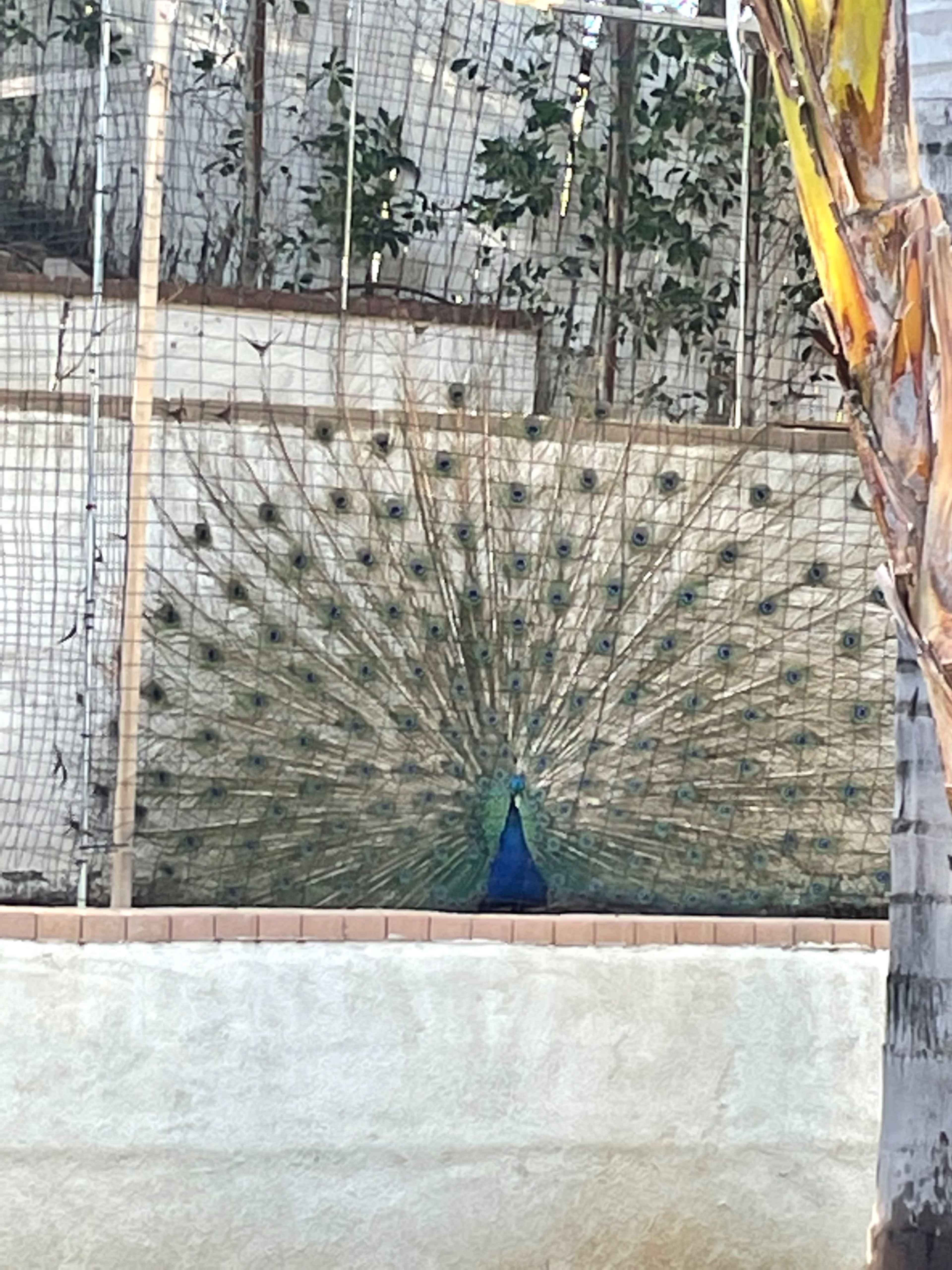 A peacock displays its plumage in a garden area behind a fence.