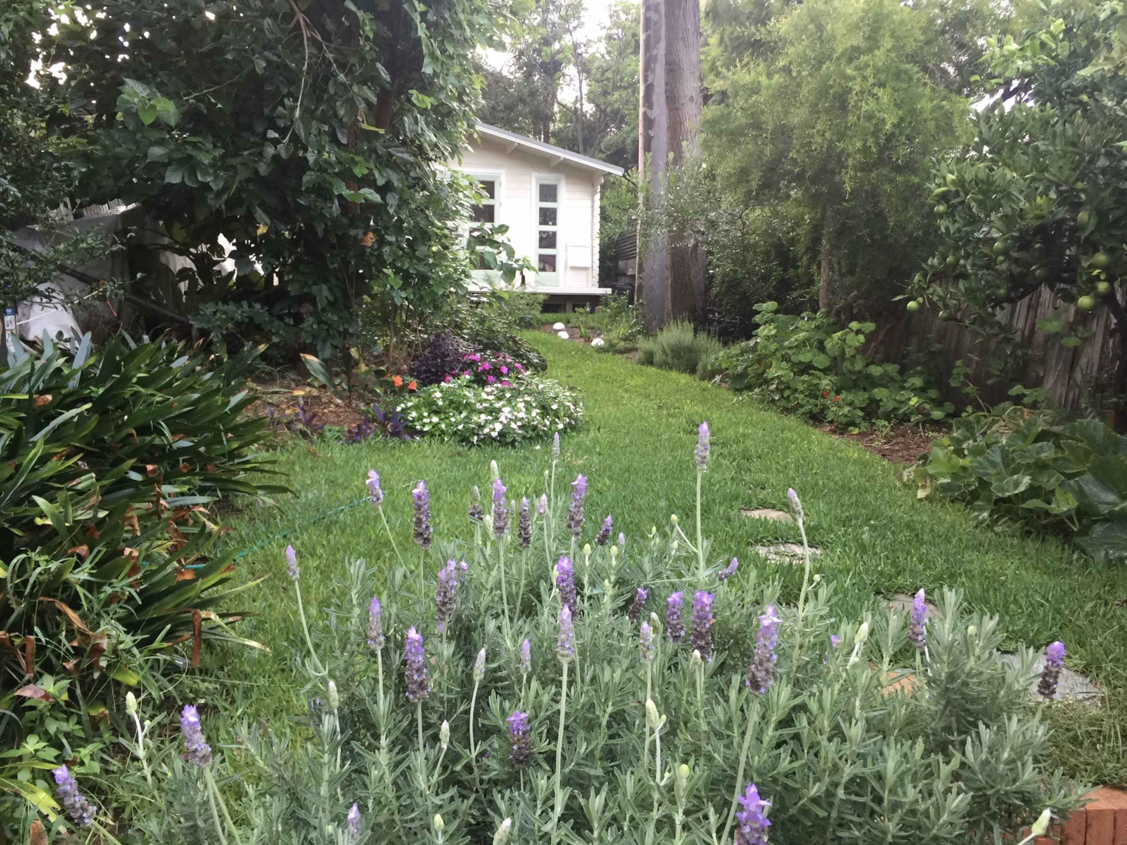 A garden with blooming lavender in the foreground leads to a small white house surrounded by various plants and lush greenery.