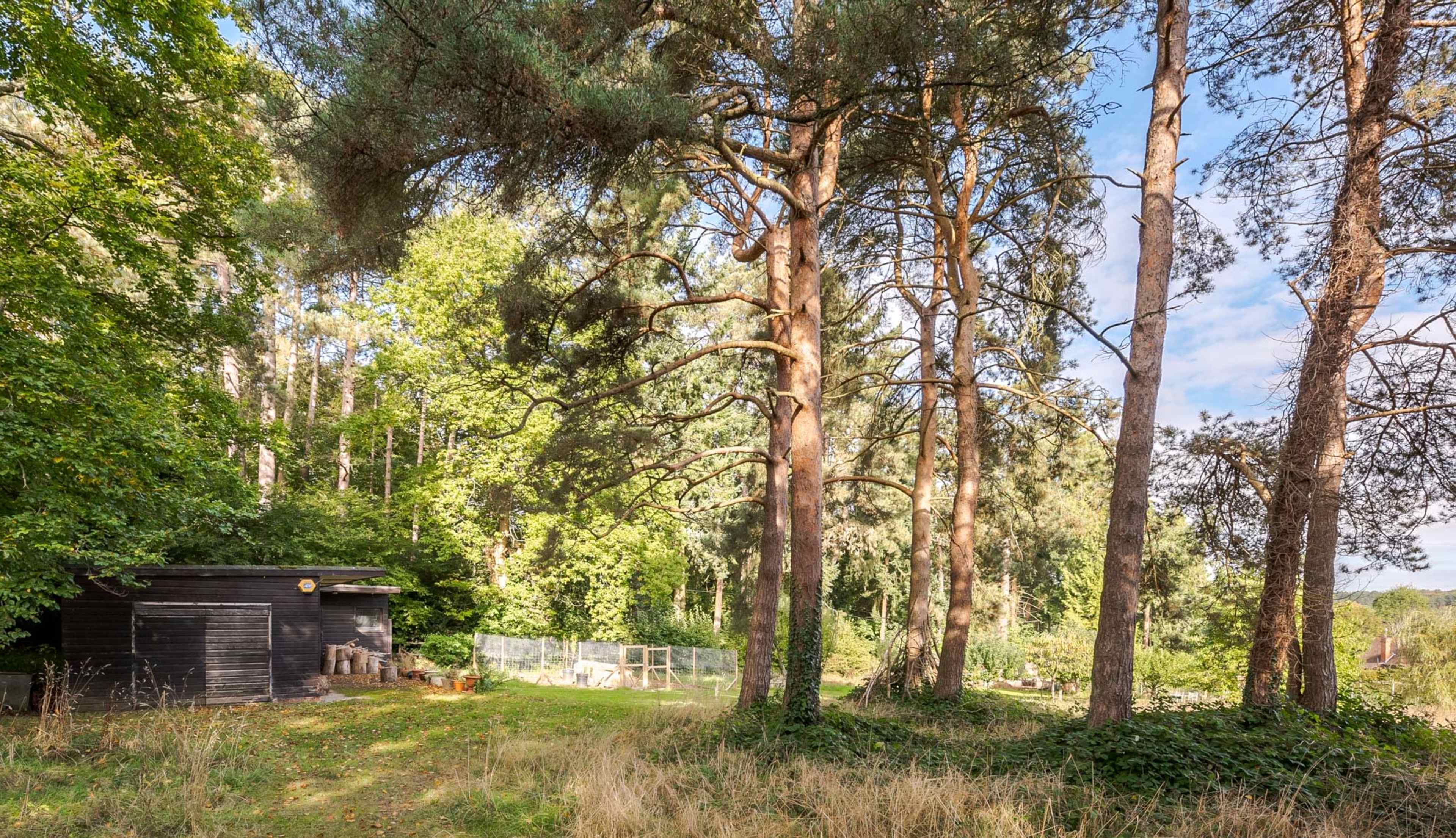 A black wooden shed stands among tall trees in a forested area with grass and underbrush.