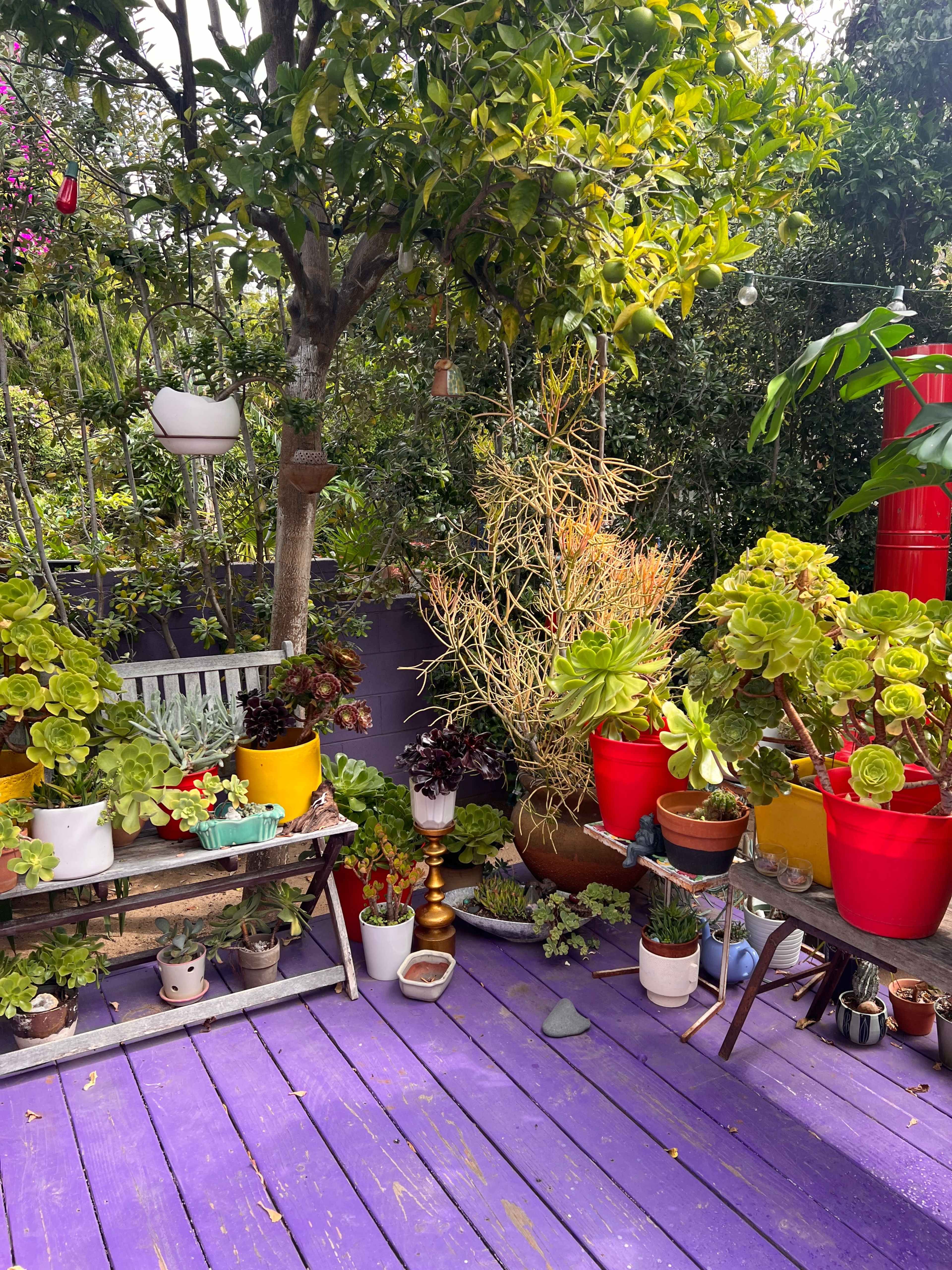 The scene features a vibrant outdoor patio filled with various potted plants, benches, and colorful containers set against a purple wooden floor.