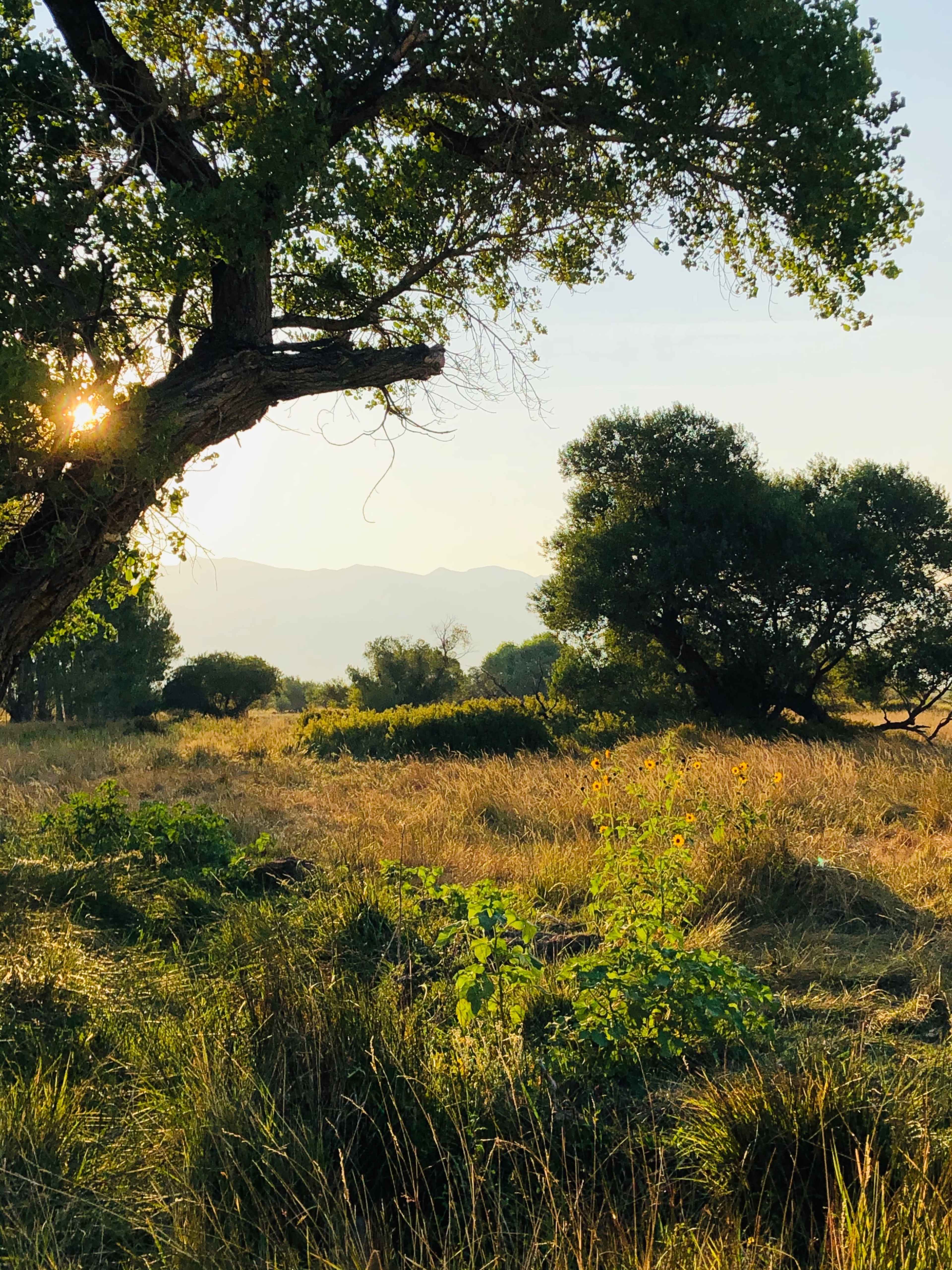 A grassy field with distant mountains, framed by trees and sunlight filtering through the leaves.