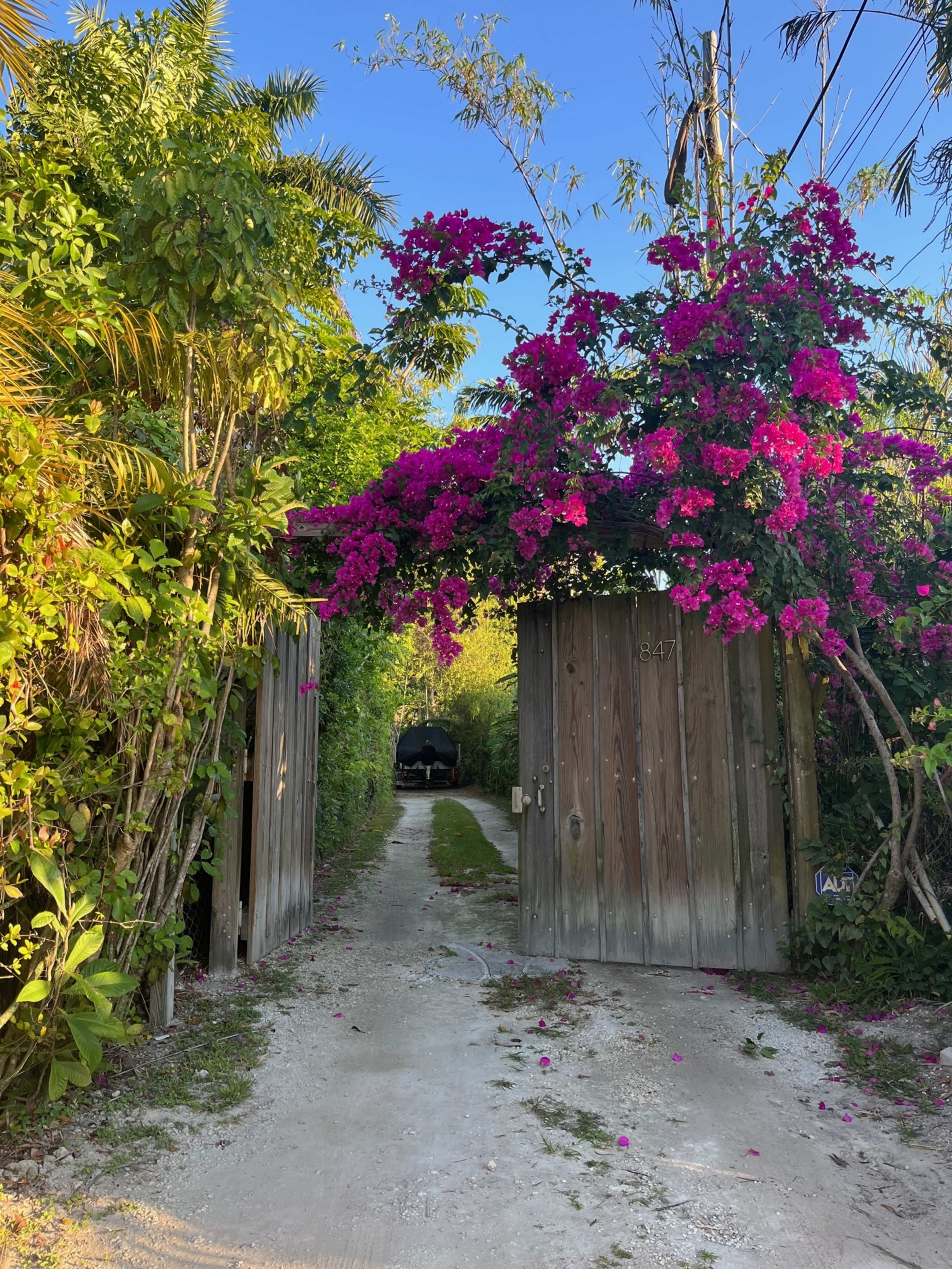 A wooden gate covered in vibrant bougainvillea opens onto a dirt path surrounded by lush greenery.