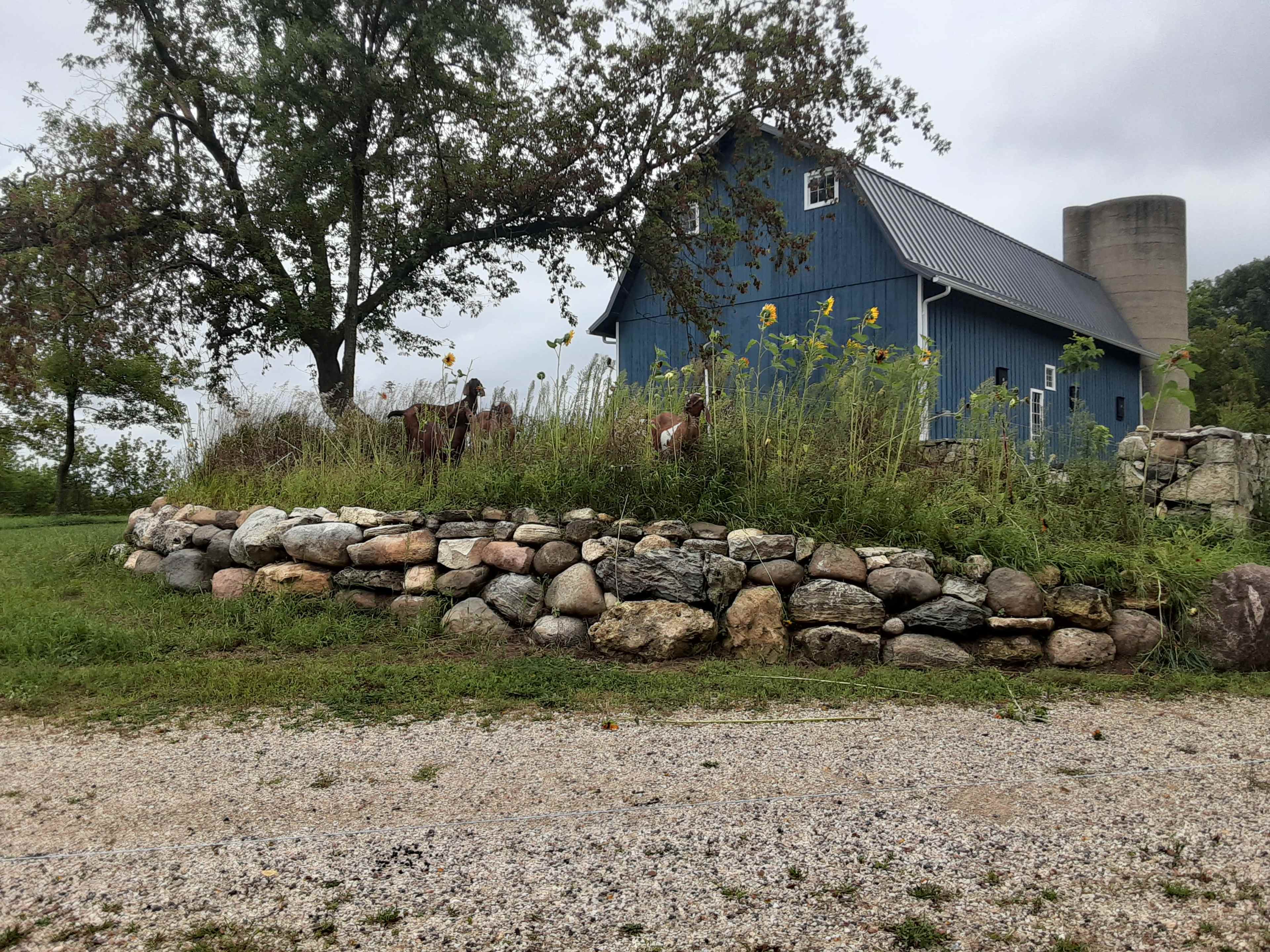 A blue barn stands behind a stone wall with two horses grazing nearby, set against a cloudy sky.