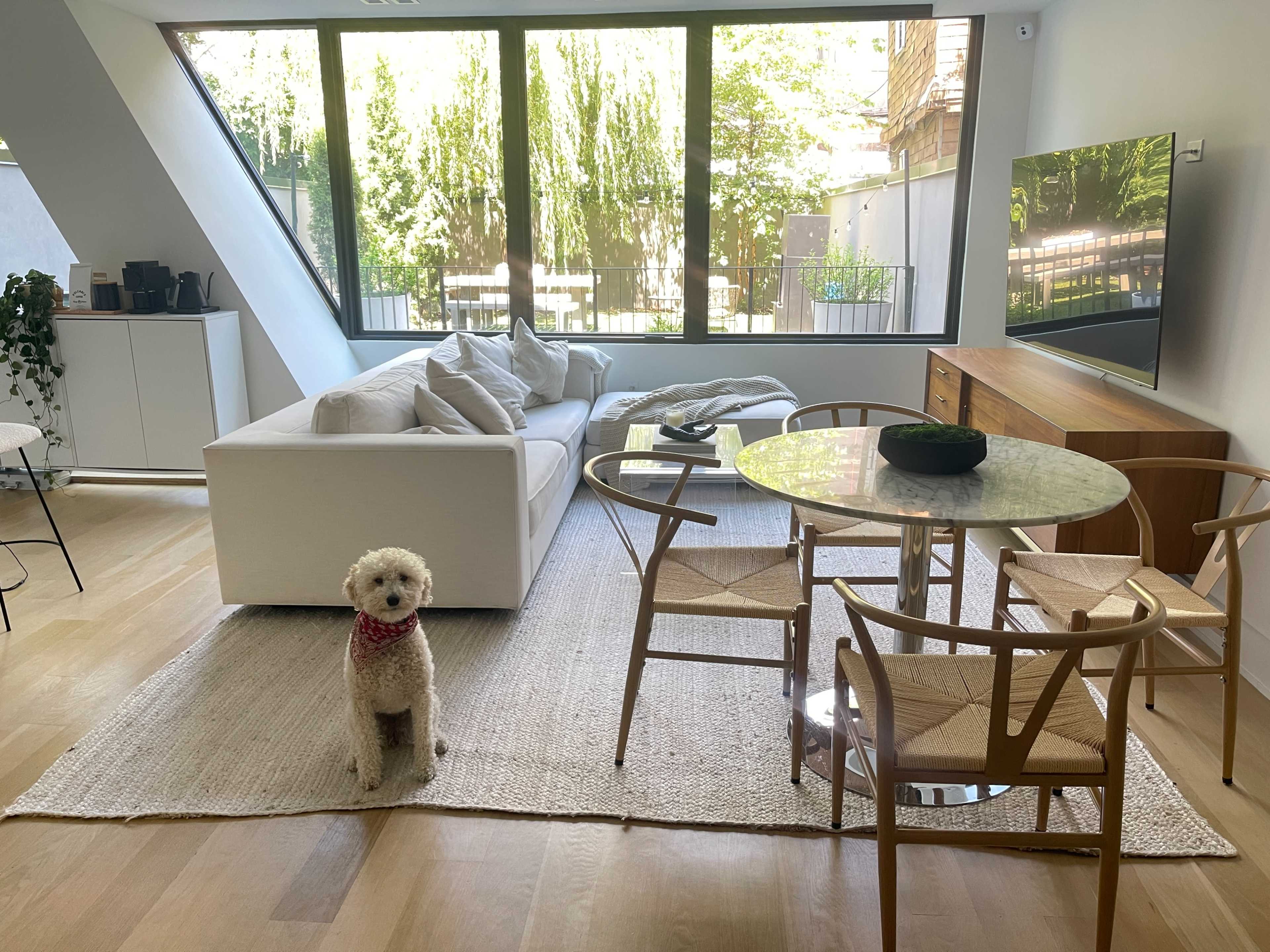 A dog stands on a rug in a modern living room with large windows, a white sofa, a dining table, and a television.
