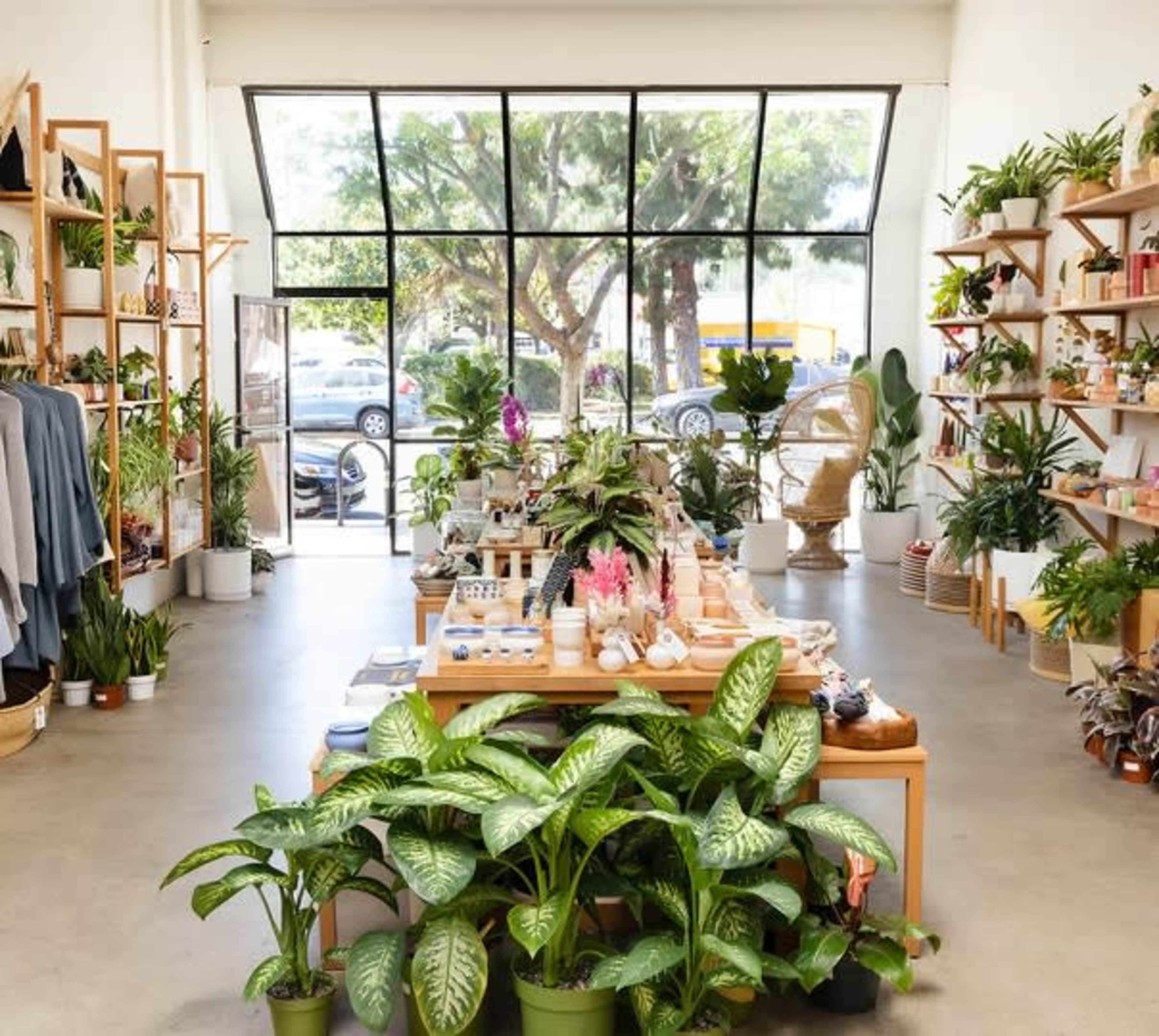 A retail space features wooden shelving filled with plants and products, with a large window providing natural light and a view of greenery outside.