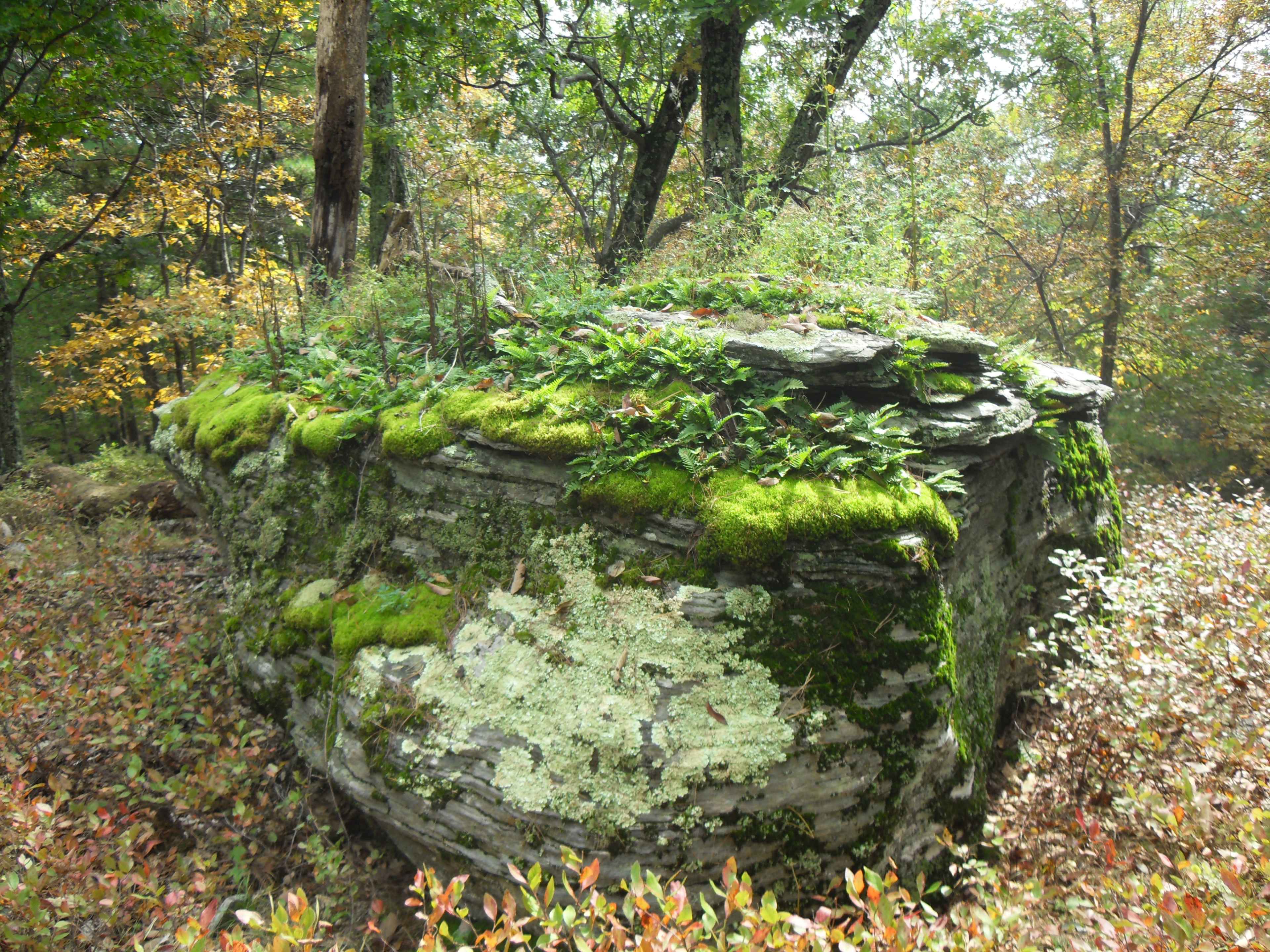 A large, moss-covered rock is surrounded by greenery and scattered autumn foliage in a forested area.