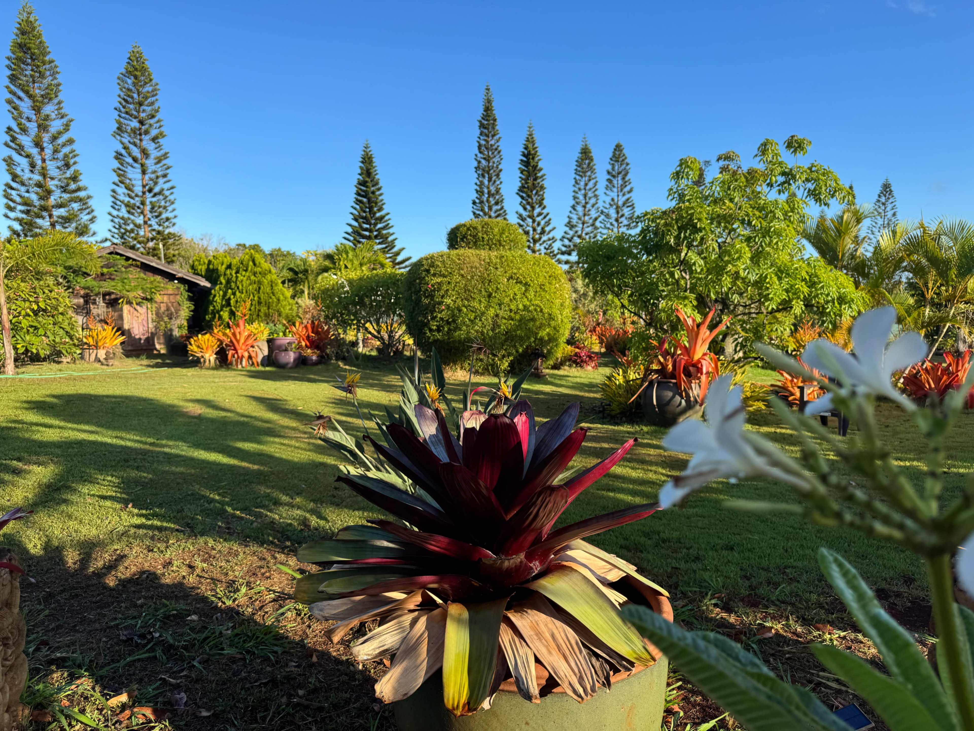 Tropical North Shore Farm House and Garden Image in North Shore, Waialua, HI