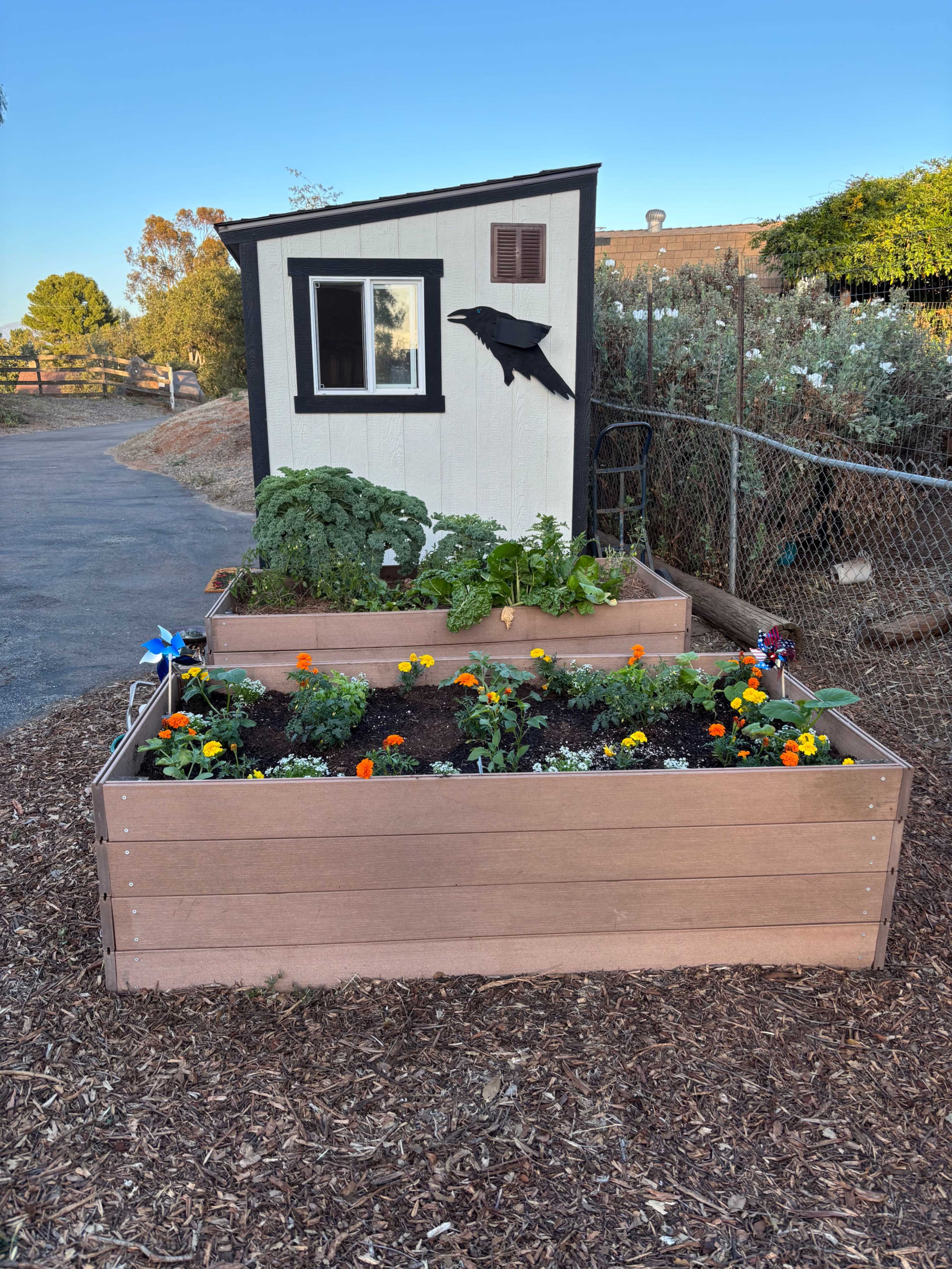 The image shows a small garden area with two raised vegetable beds filled with various plants and flowers, situated next to a white shed with a crow decoration on the side.