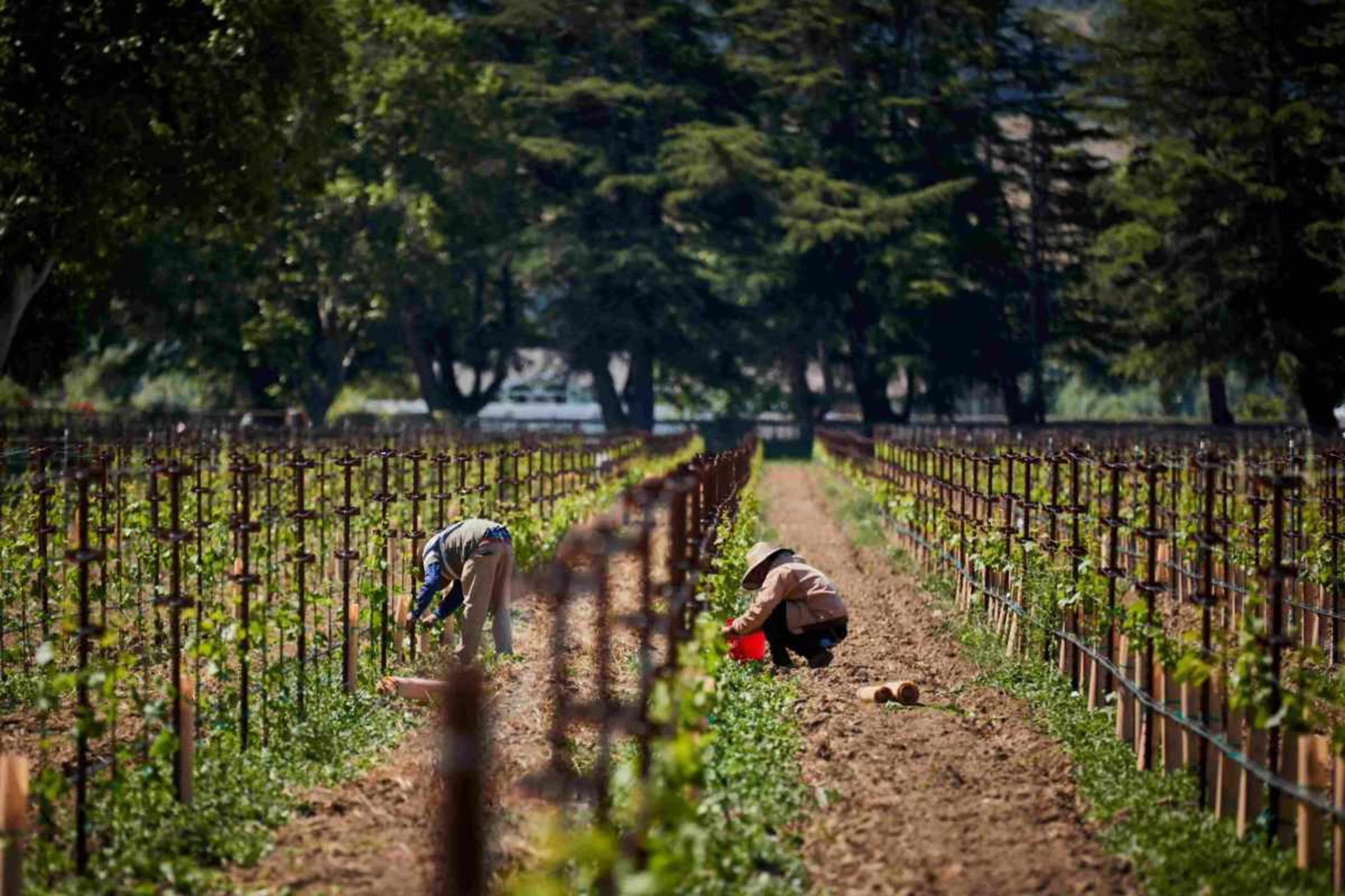 Workers are tending to rows of grapevines in a vineyard.