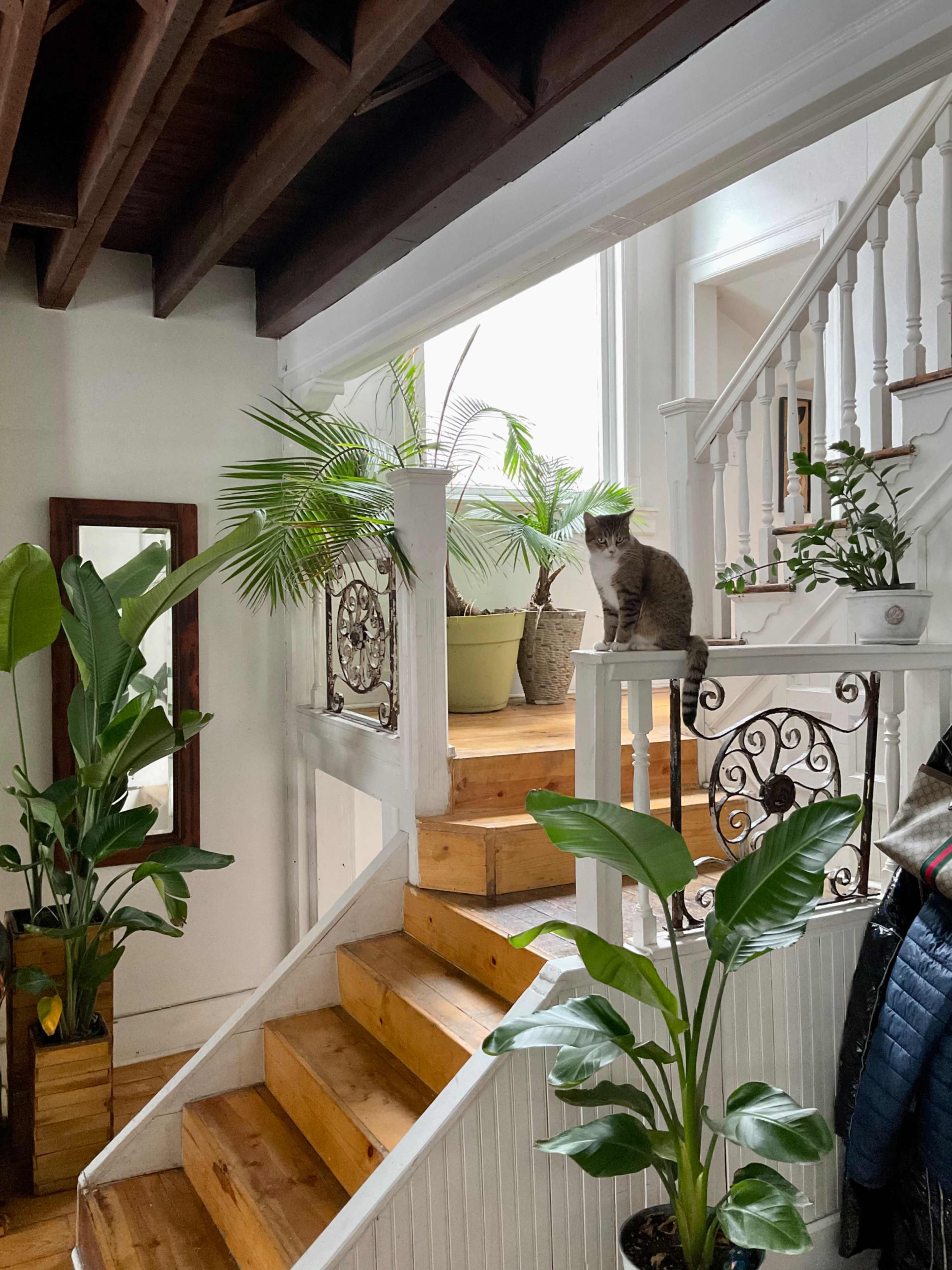 A cat sits on the railing of a wooden staircase surrounded by indoor plants and natural light coming from a nearby window.