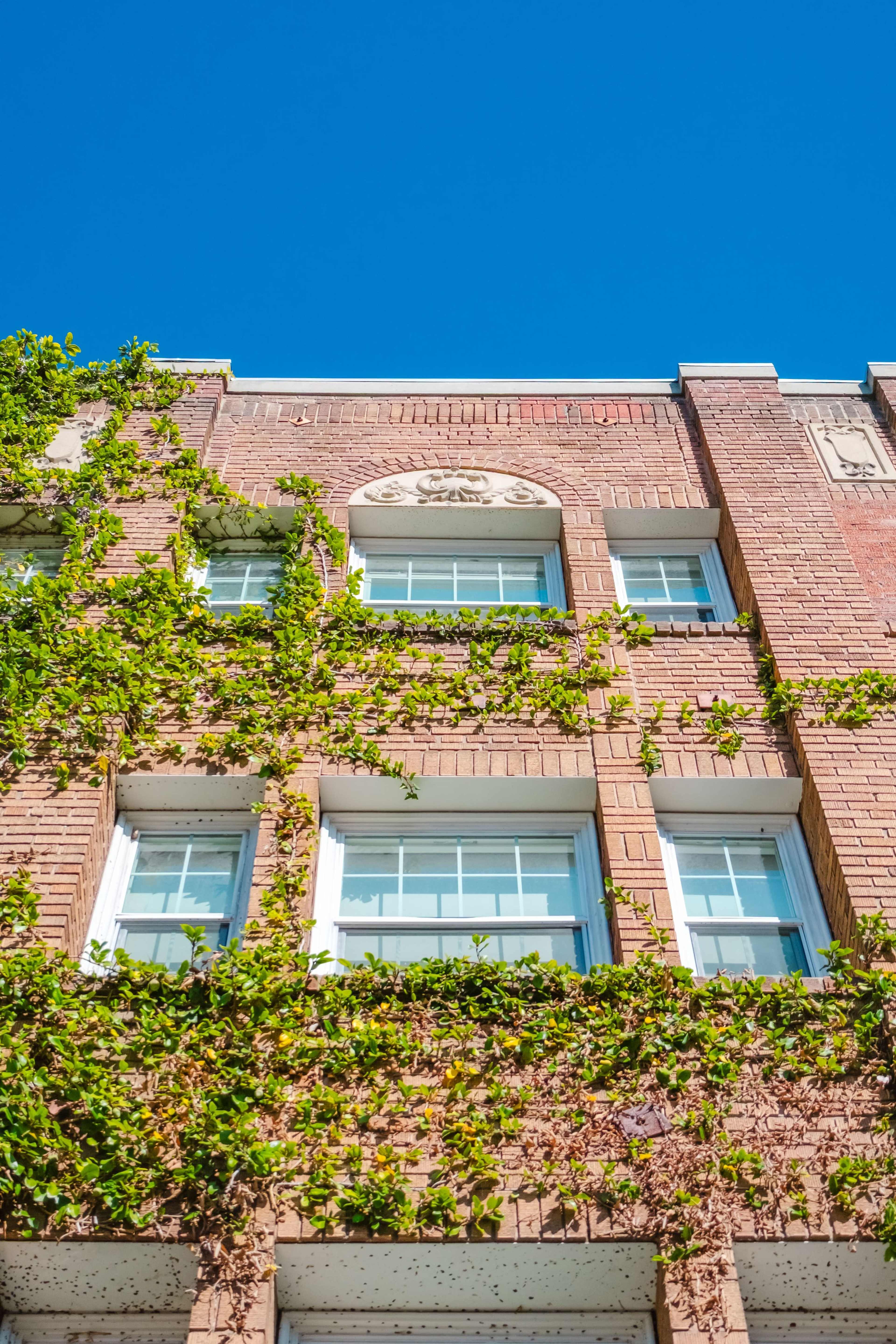 The image shows a brick building with ivy climbing up its exterior and several large windows under a clear blue sky.