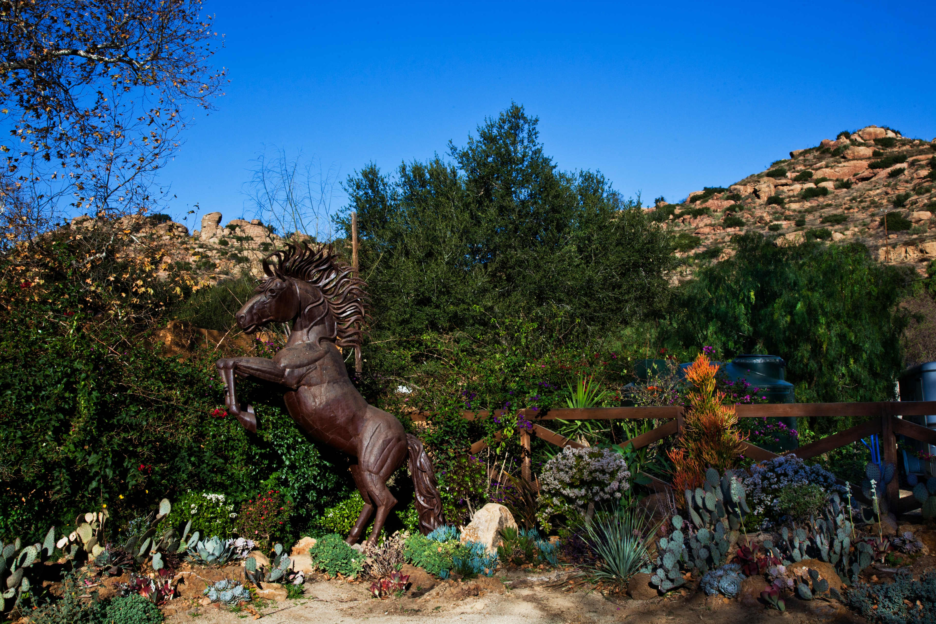 A bronze statue of a rearing horse is surrounded by various plants and rocky terrain under a clear blue sky.