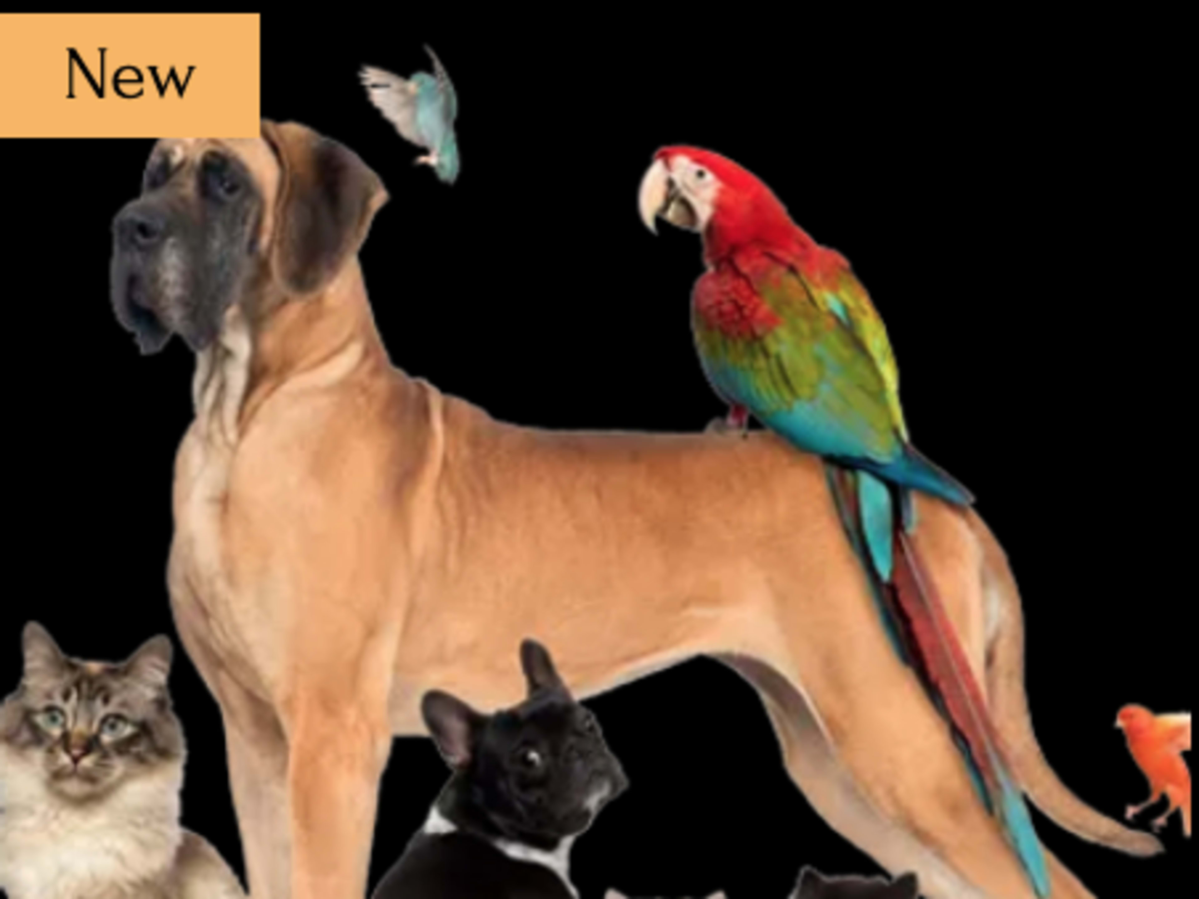 Pet Fee