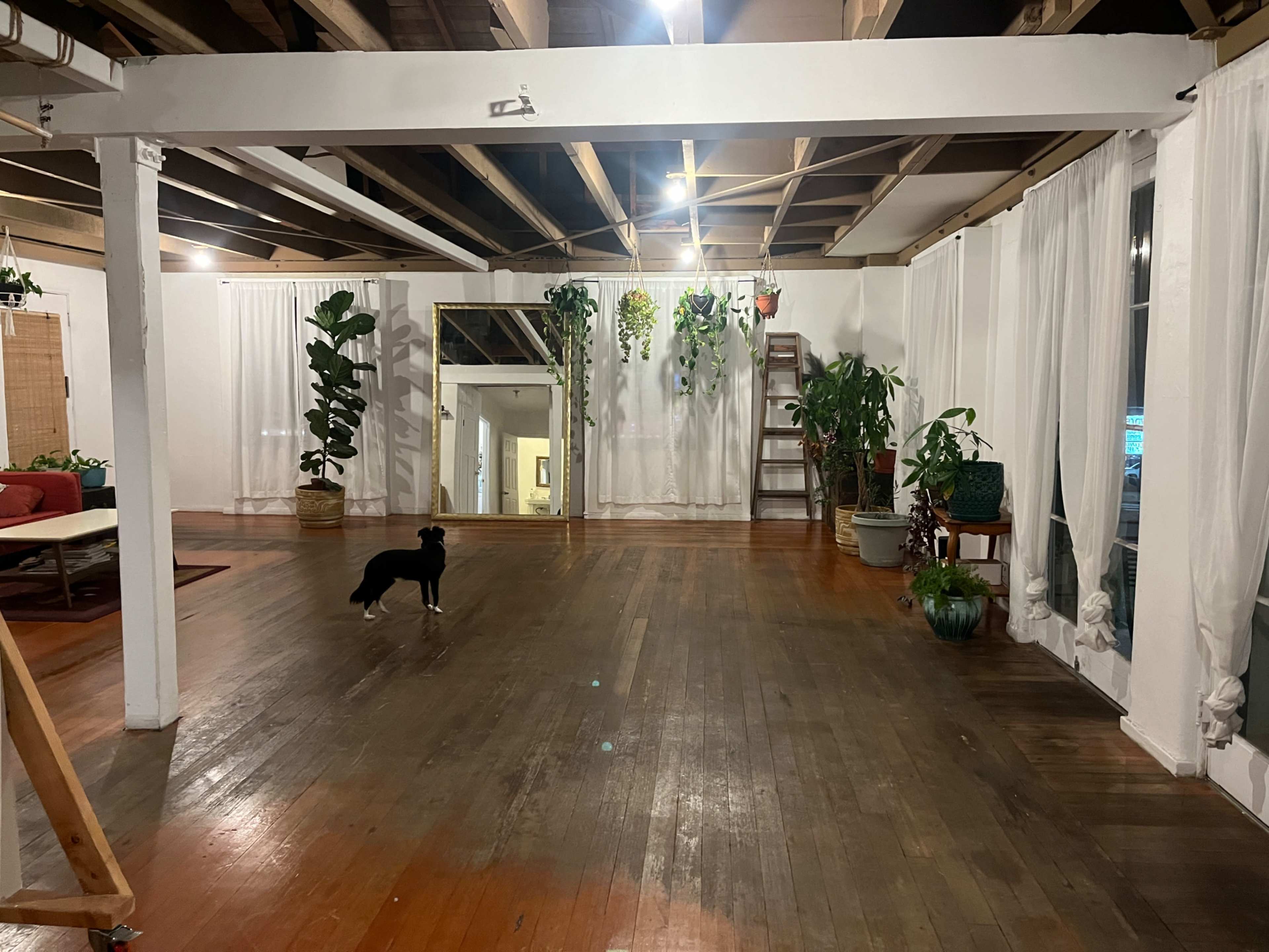 The image shows a spacious room with wooden floors, white walls, and various plants placed around the area, illuminated by overhead lights.