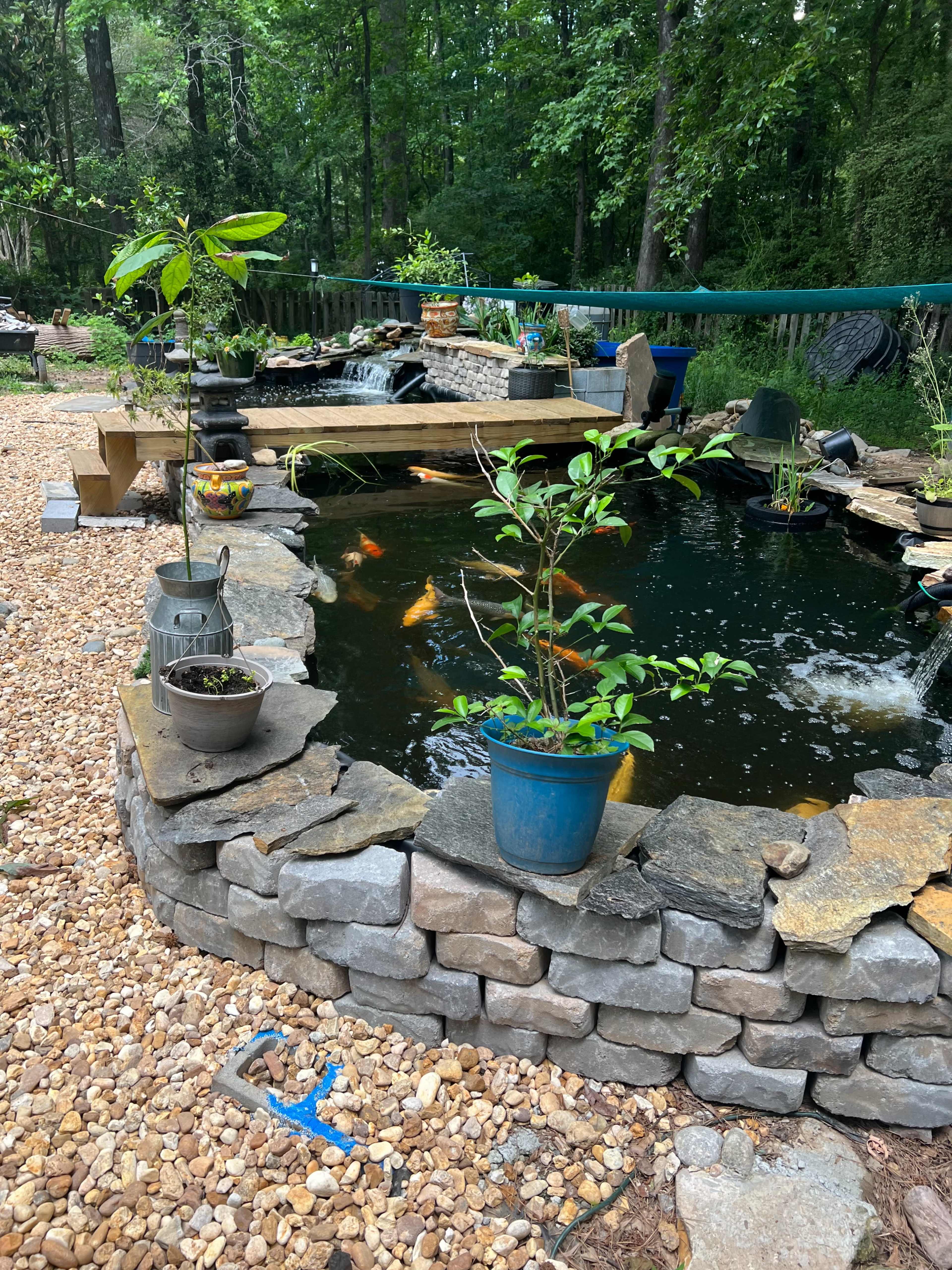 A landscaped garden area featuring a stone-edged pond with fish and nearby potted plants, surrounded by gravel pathways and trees.