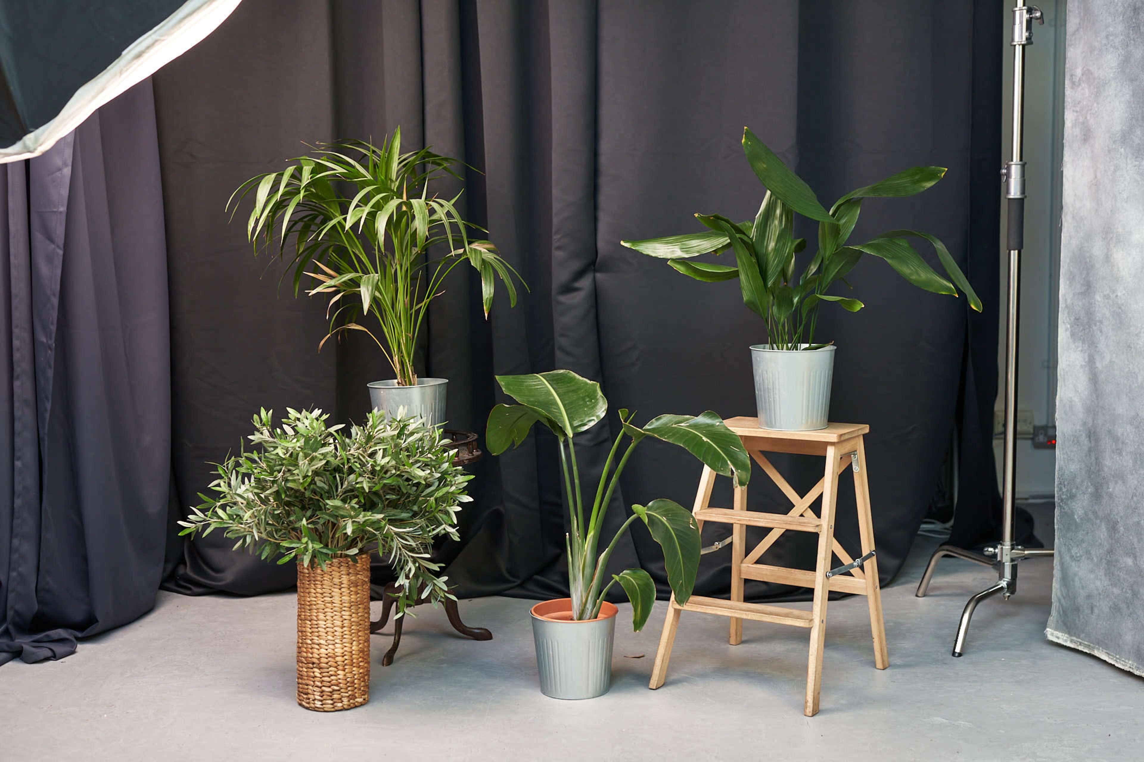 The image features several potted plants arranged around a wooden stool in front of a dark backdrop.