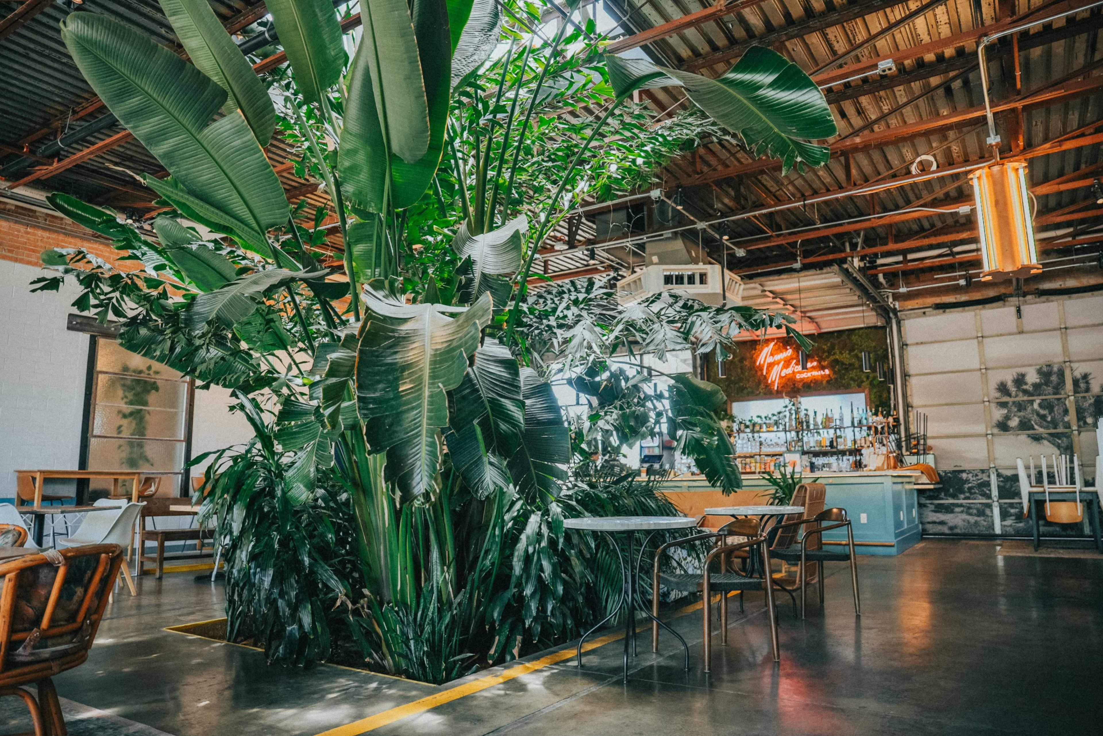 A spacious indoor setting of a restaurant with a large tropical plant in the center and a bar area in the background.