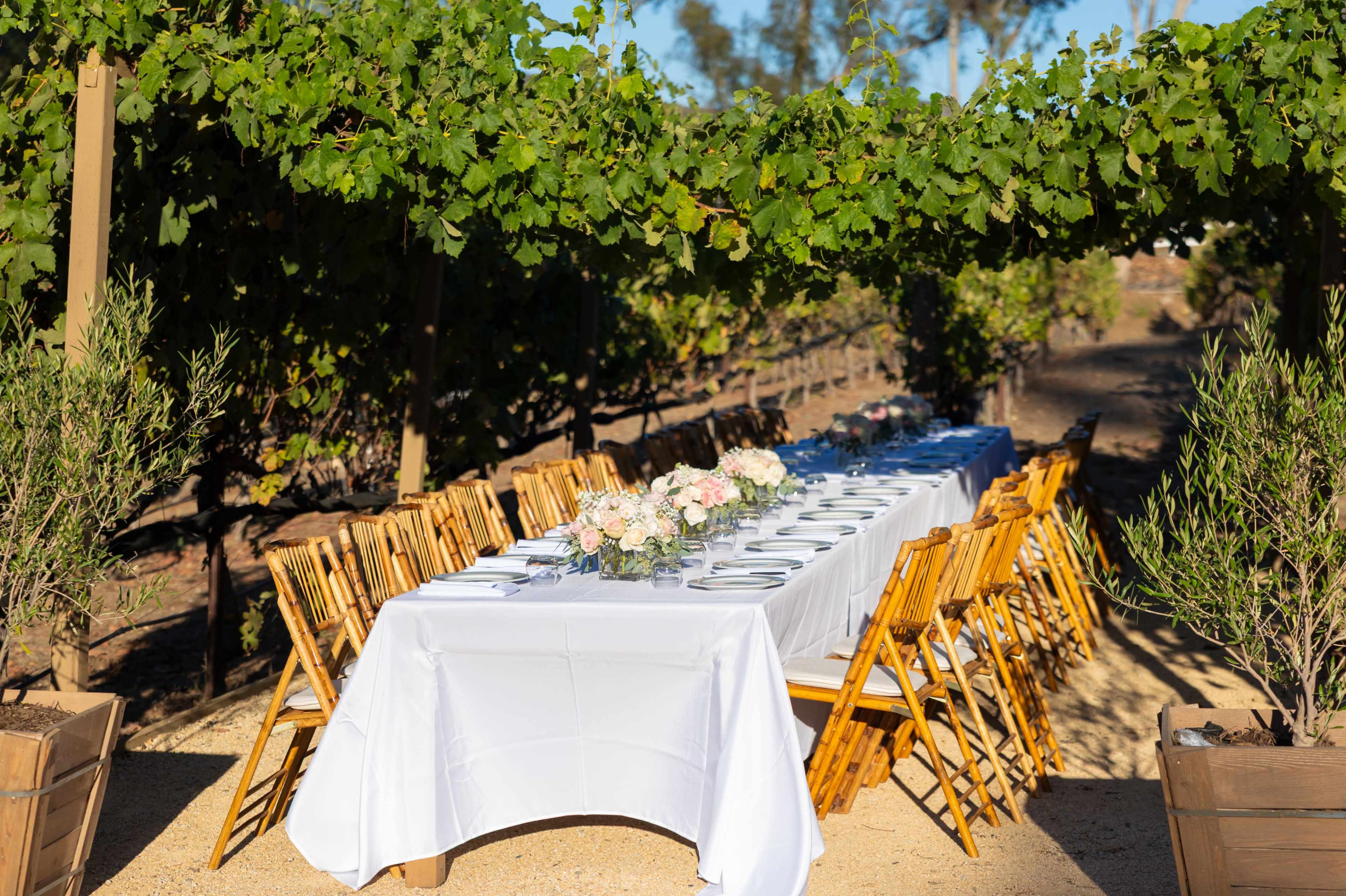 A long table set for a meal is arranged under a canopy of grapevines in a vineyard.