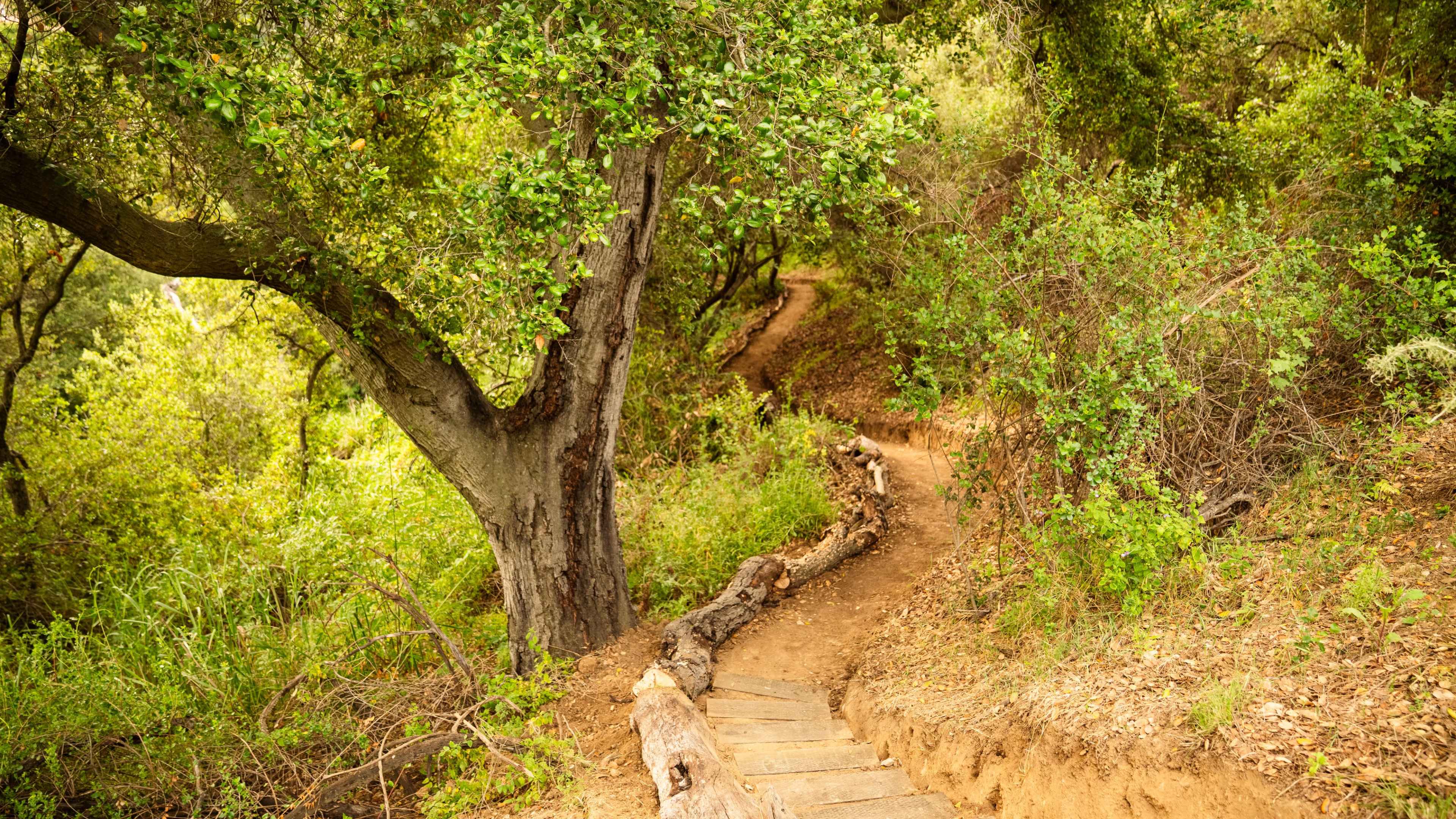 A dirt path winds through lush greenery, bordered by trees and roots along the way.