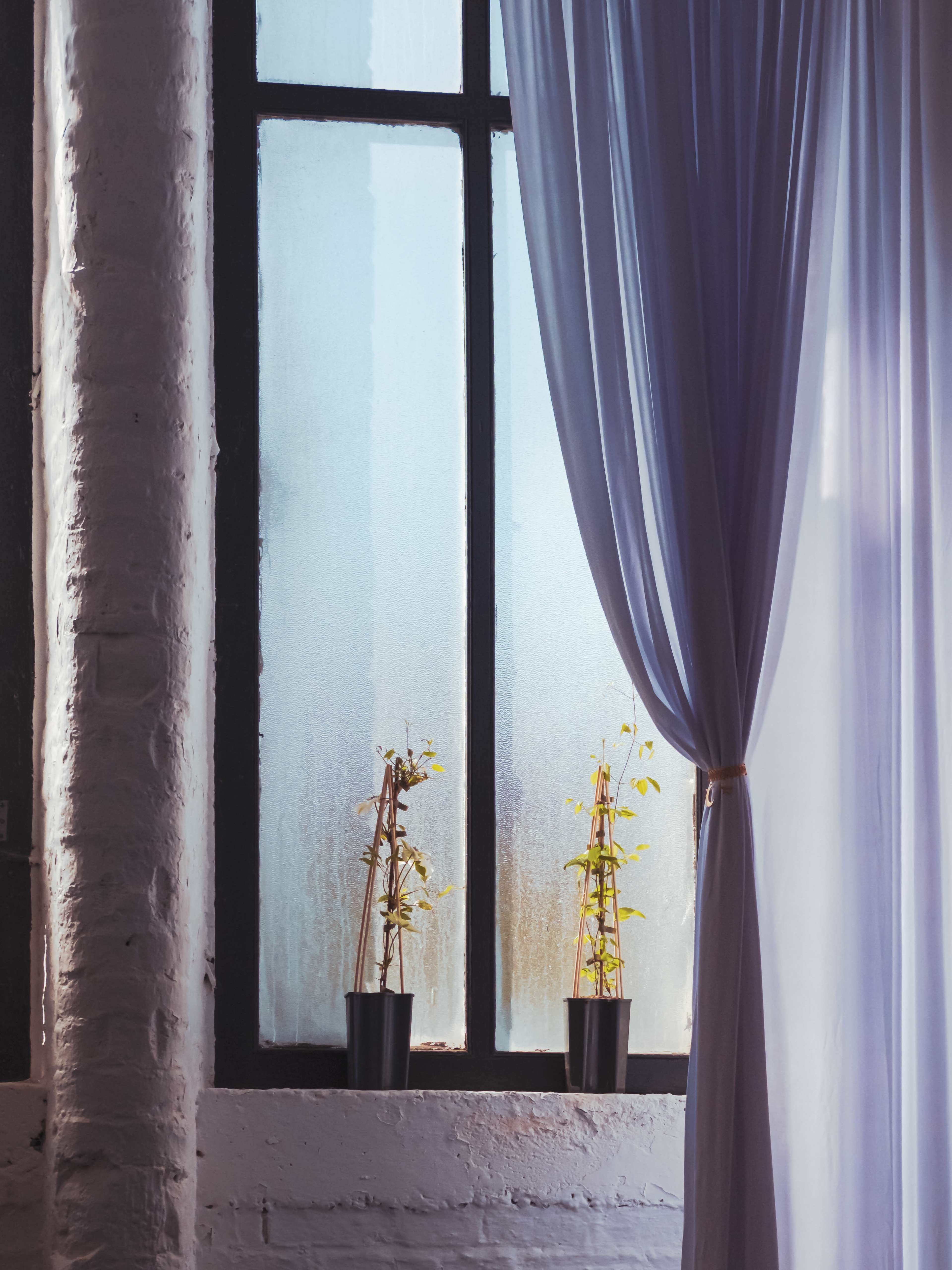 The image shows two potted plants situated on a windowsill behind a sheer curtain and a frosted glass window.