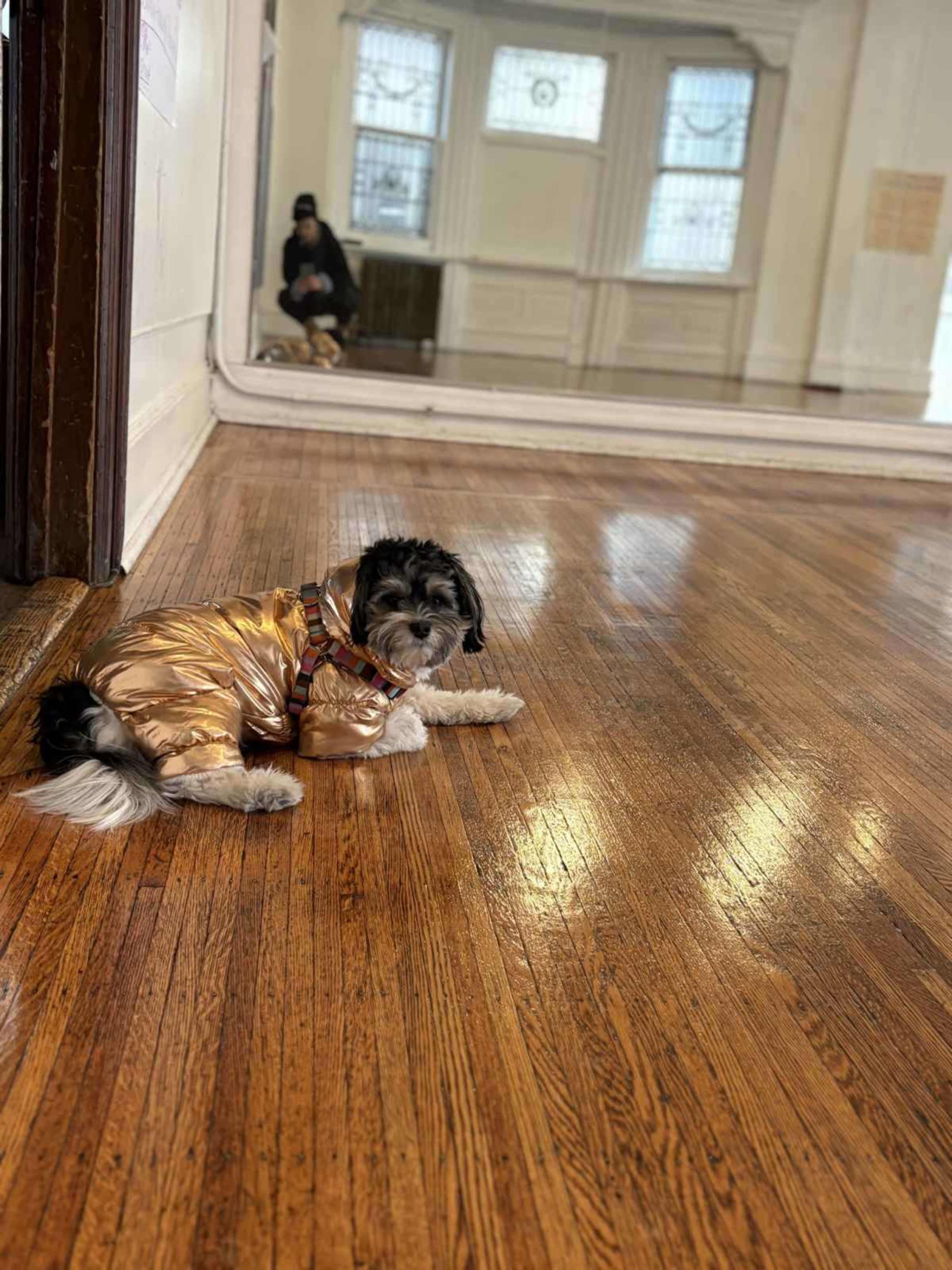 A small dog in a shiny gold jacket lies on a polished wooden floor in a room with large mirrors and windows.