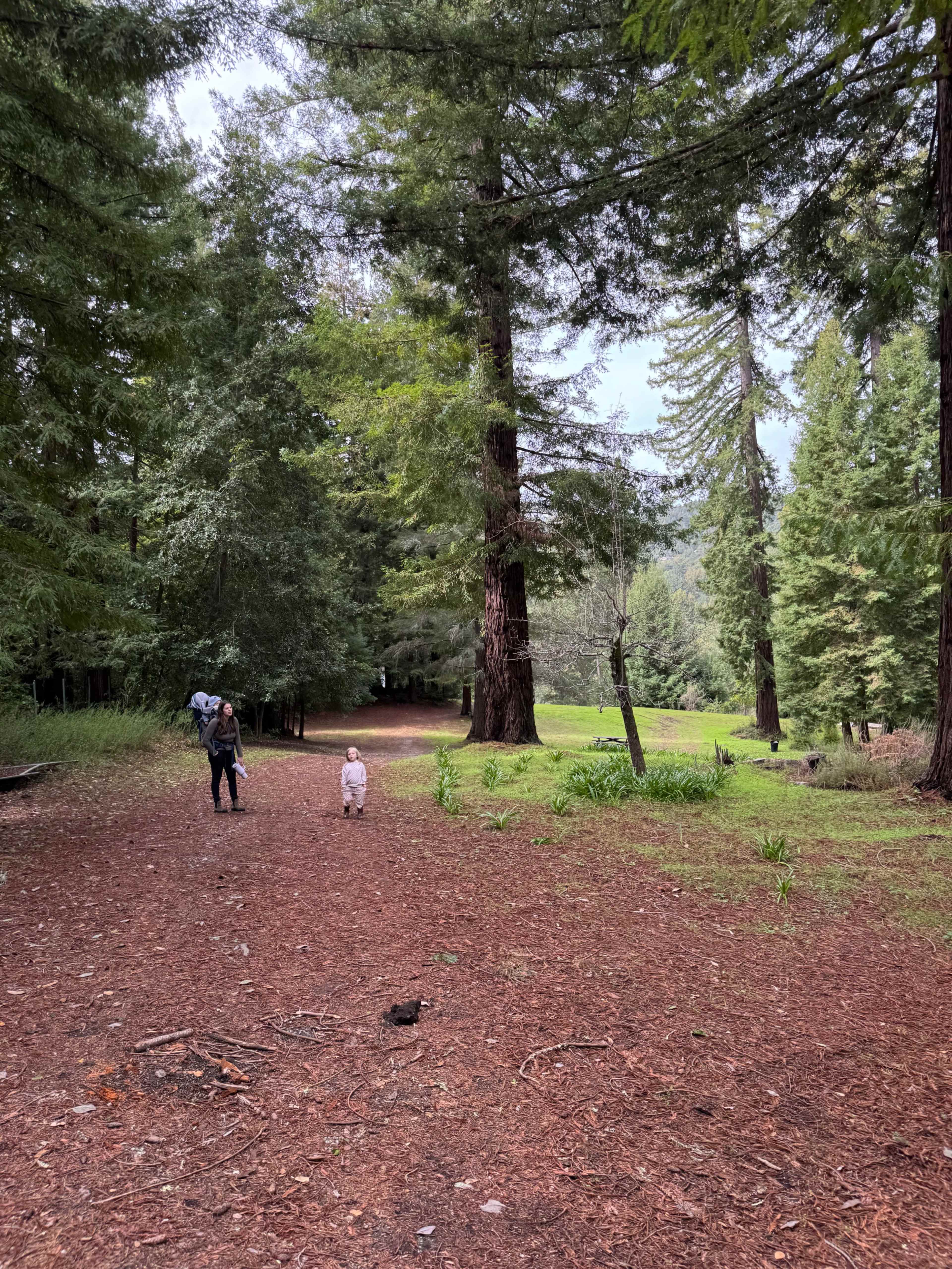 Beautiful Redwood Forest and Meadows, ~15 acres in Santa Cruz mountains Image in , Los Gatos, CA
