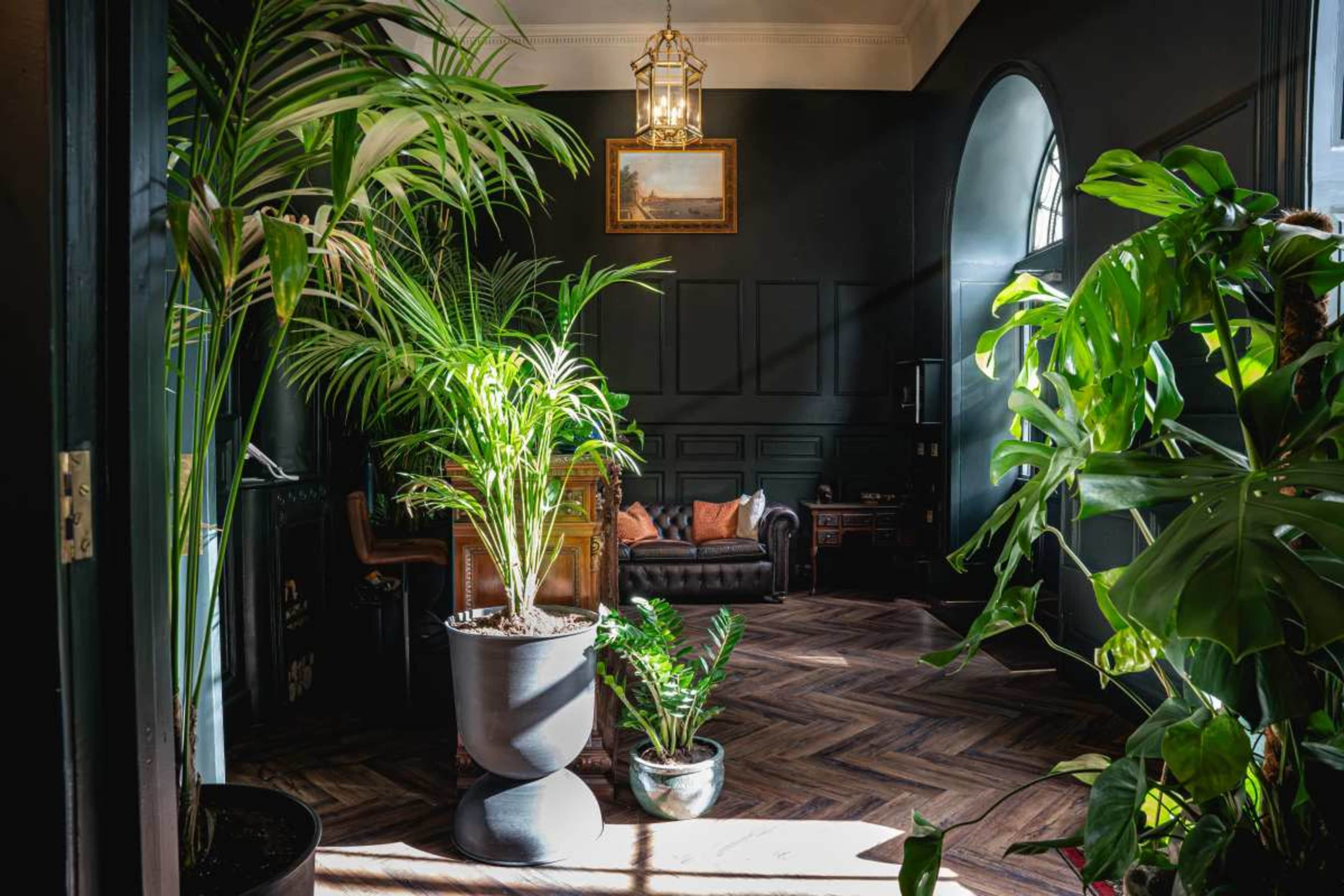 A well-lit room features dark walls, a vintage sofa, and various potted plants arranged around the space.