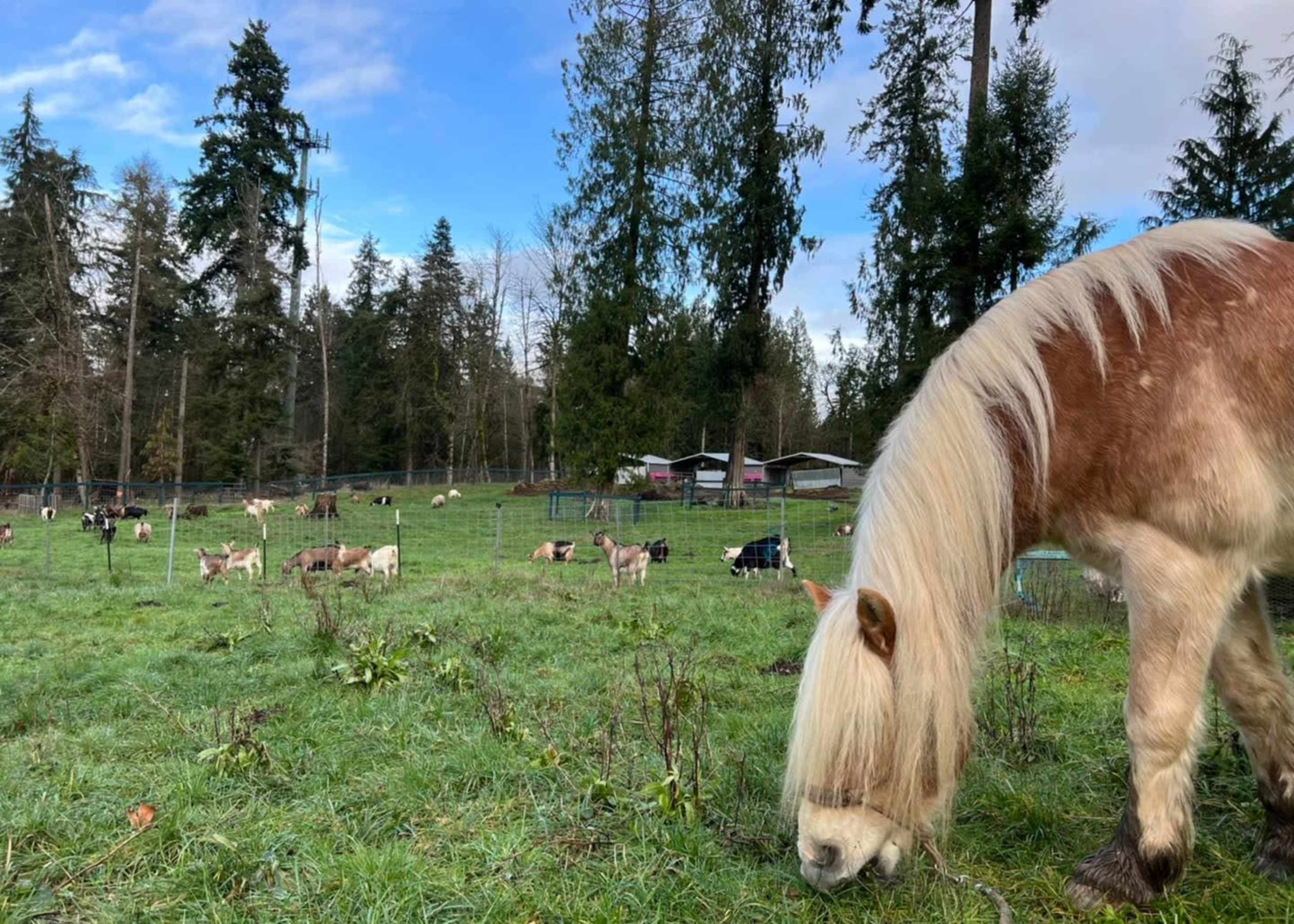 A horse grazes in the foreground while a herd of goats and other animals roam in a pasture surrounded by trees.