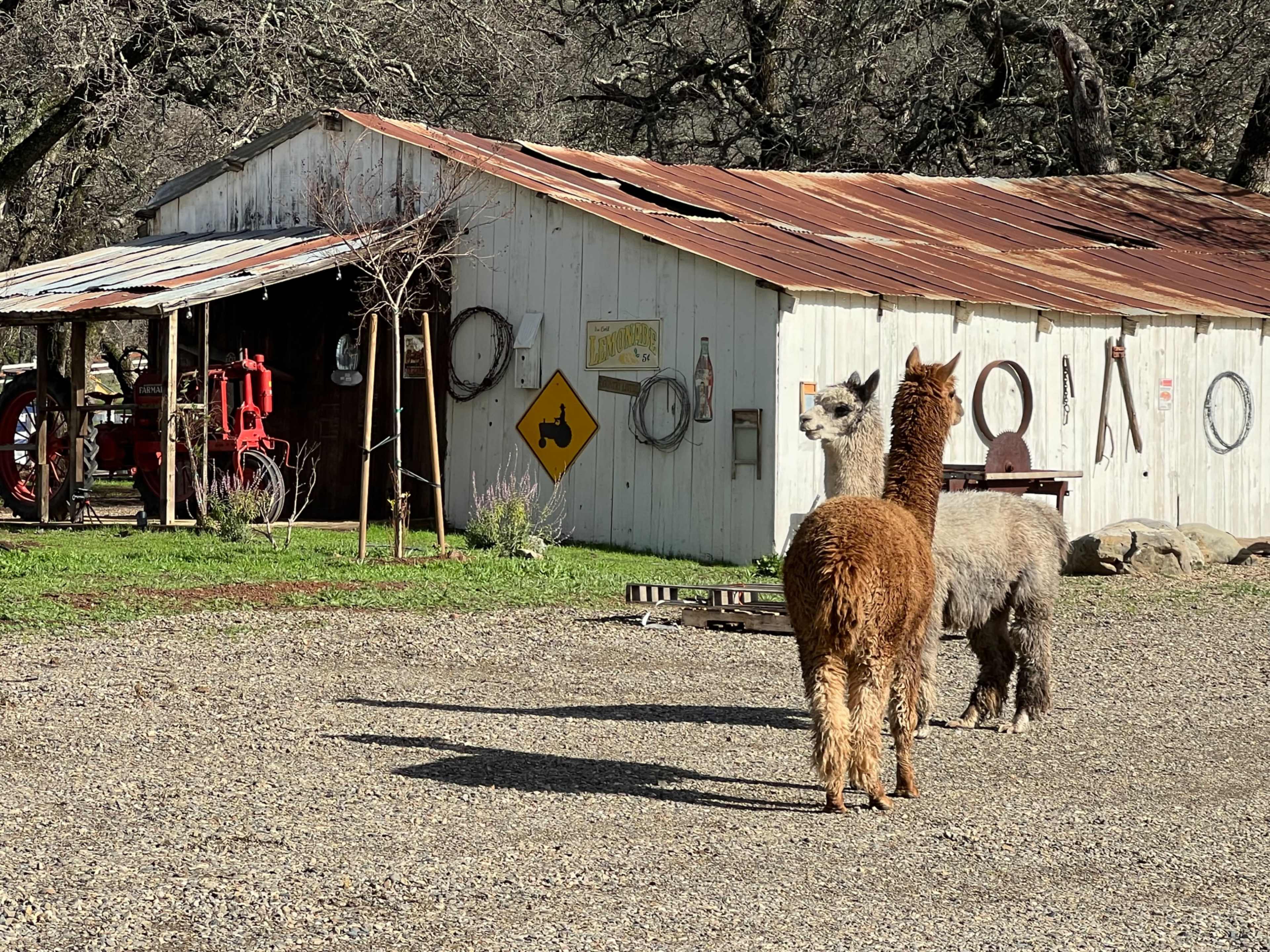 Two llamas stand in front of a rustic barn with a metal roof and various farm tools displayed on the building's side.