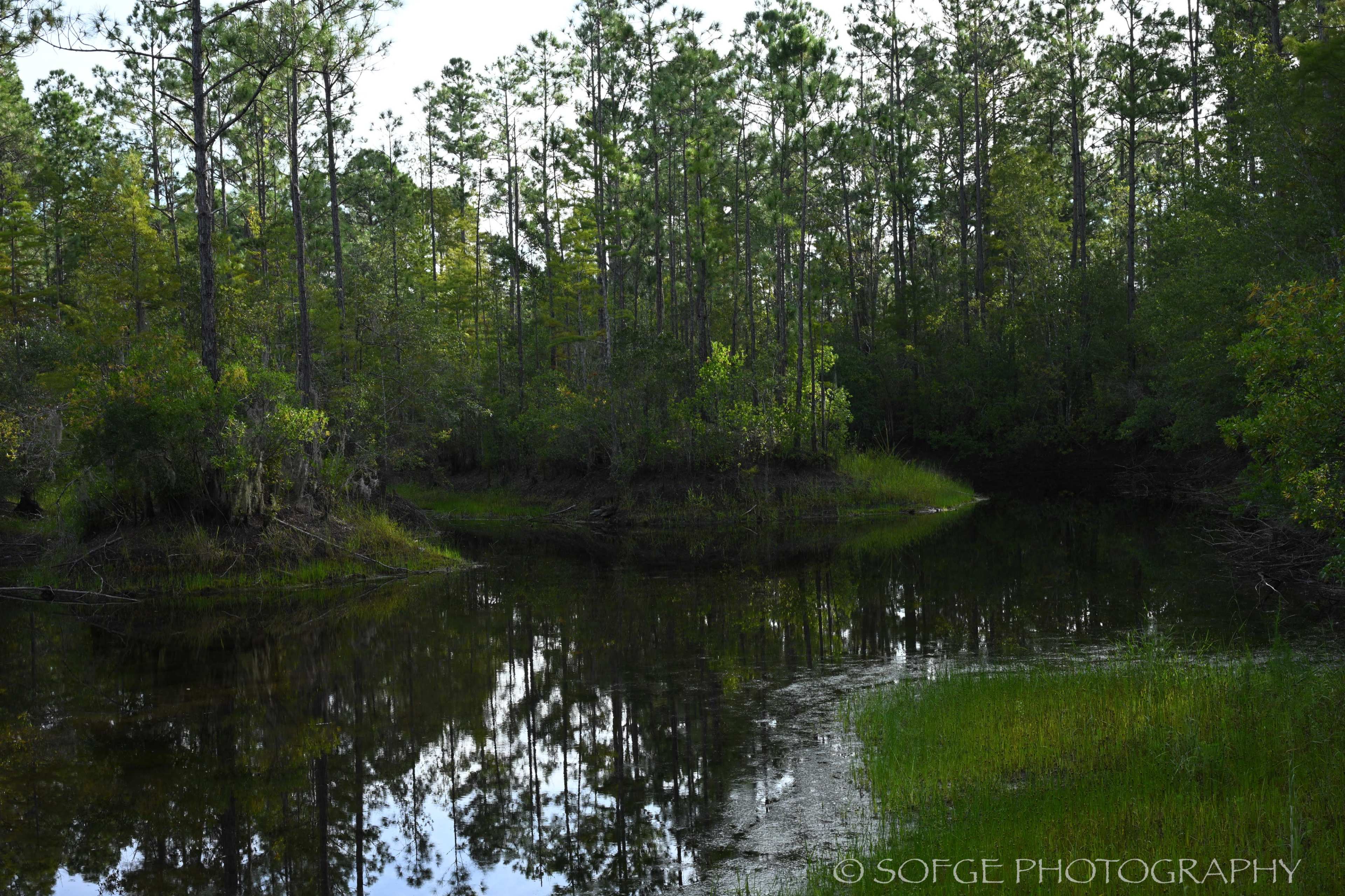A tranquil pond is surrounded by tall pine trees and lush vegetation, reflecting the greenery in its still waters.