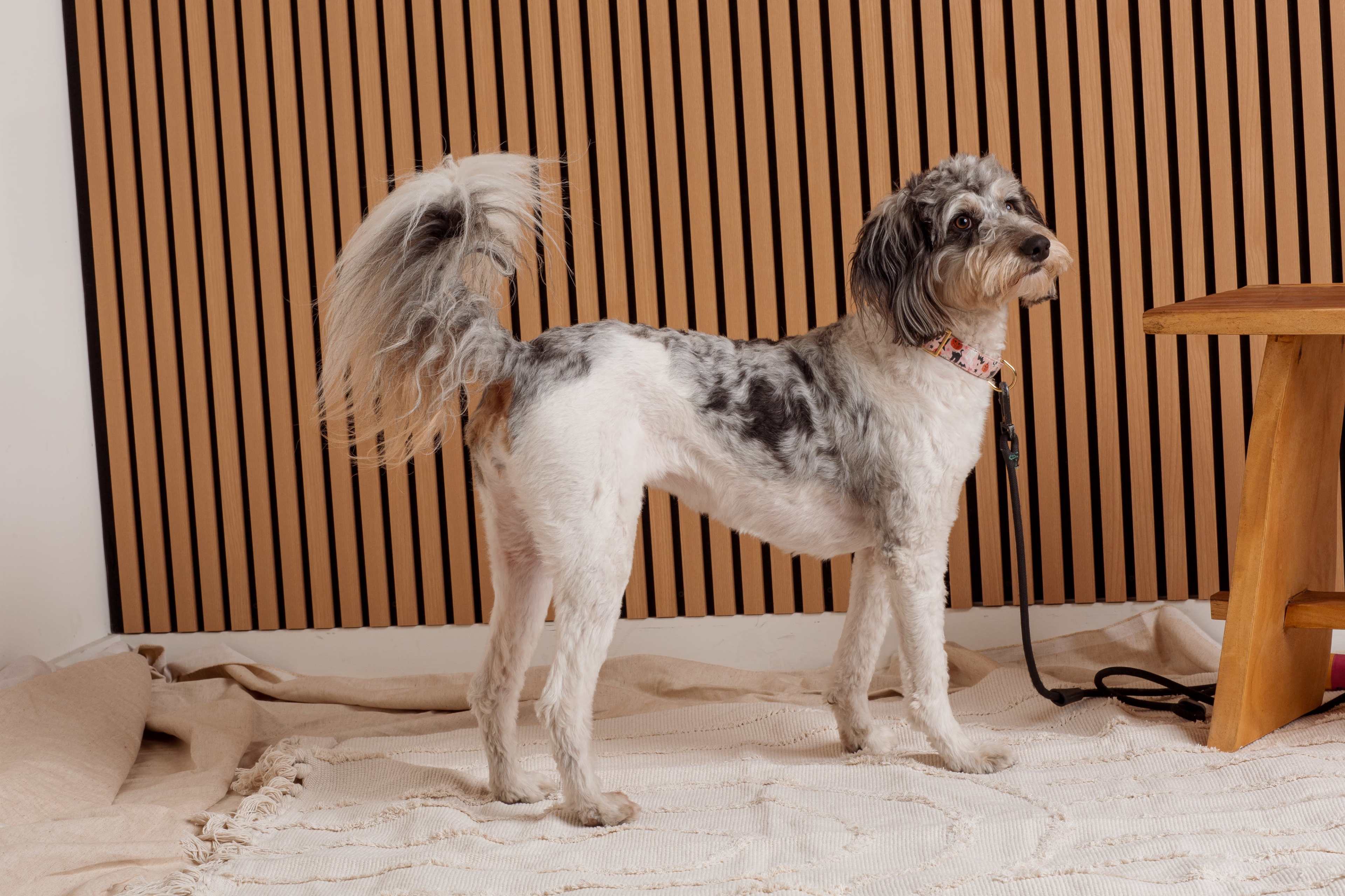 A small, mixed-breed dog stands on a textured mat in front of a wooden slatted wall.