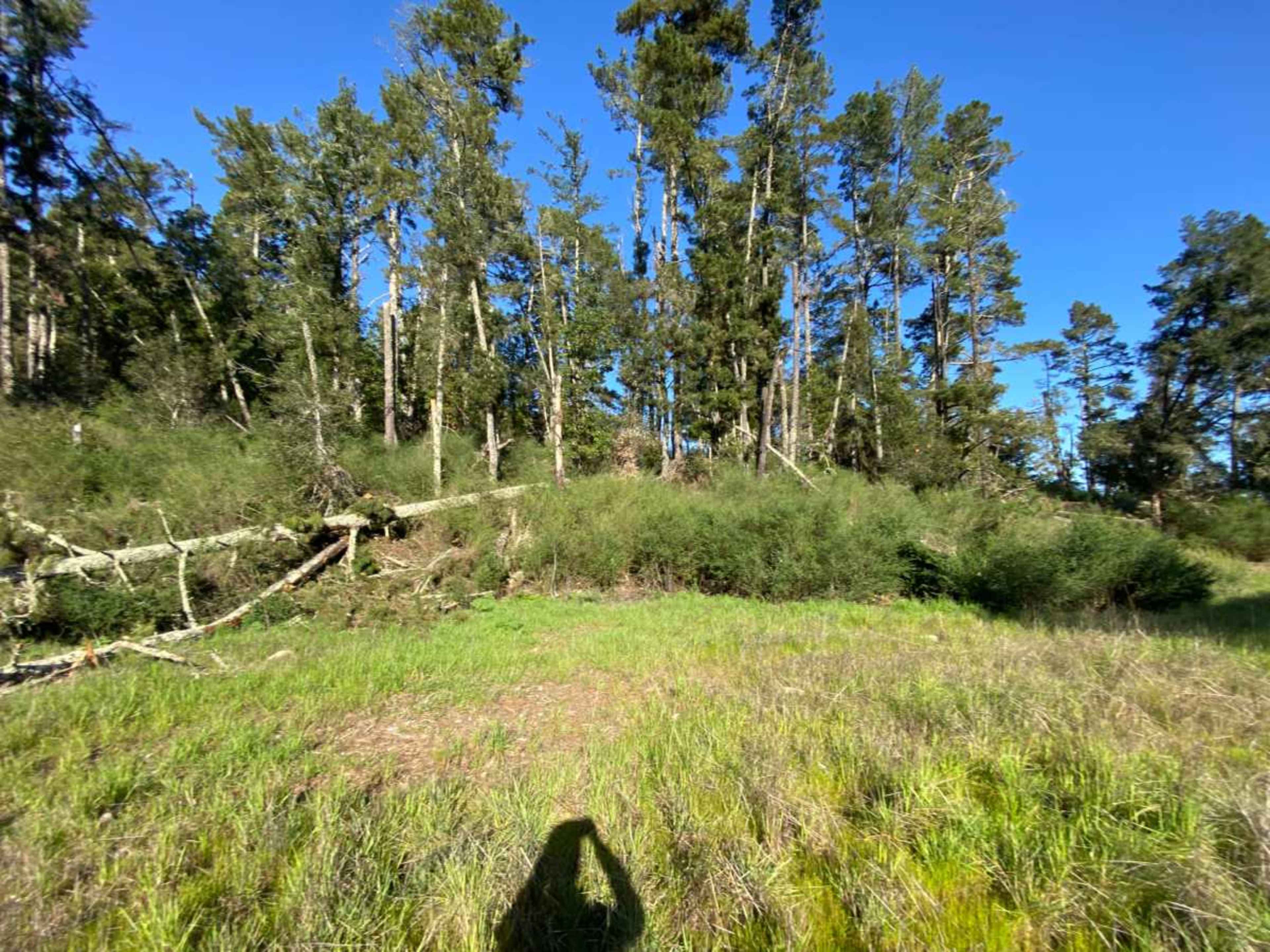 A grassy clearing with fallen trees, surrounded by tall pine trees and dense shrubs under a clear blue sky.