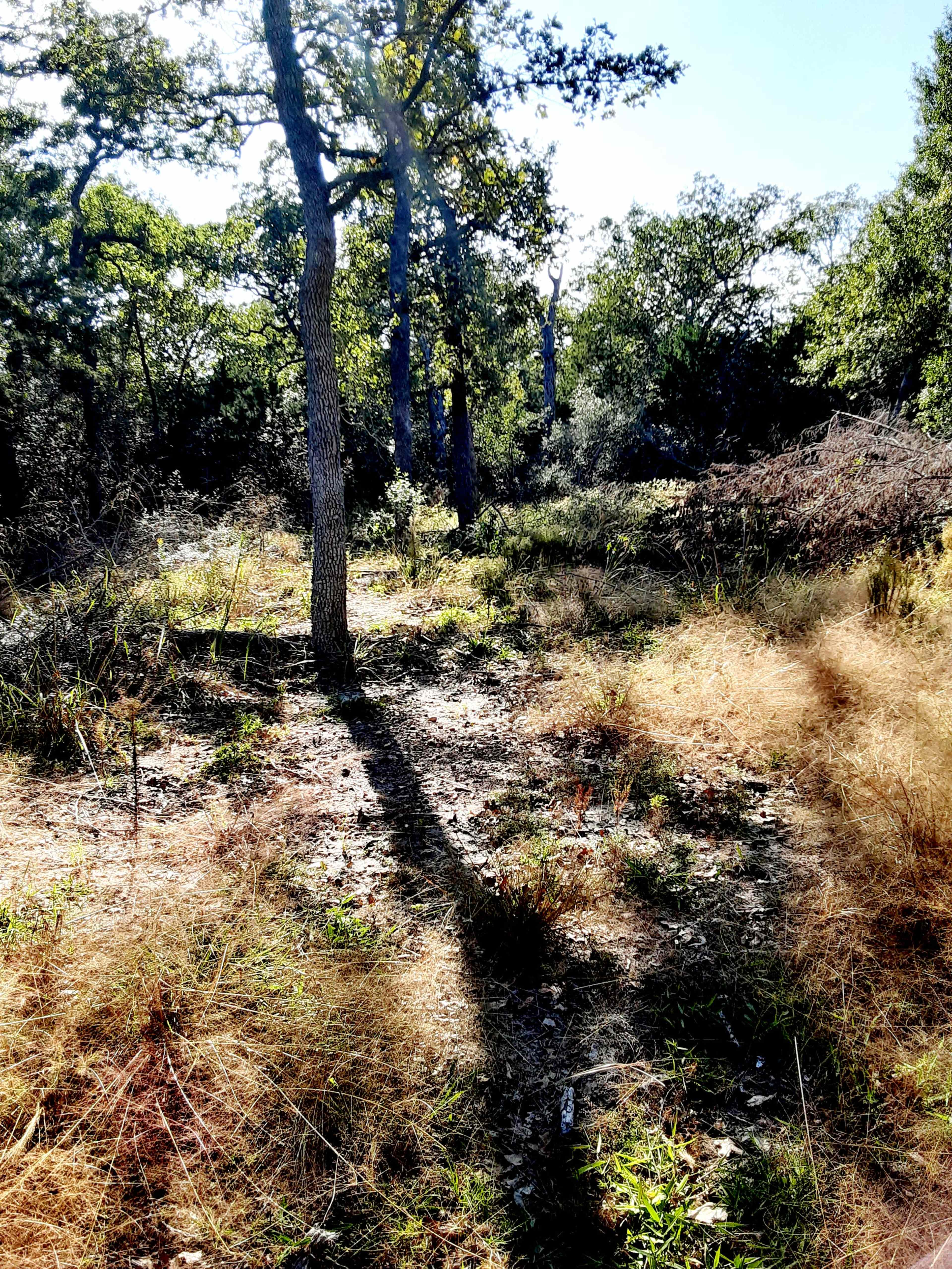 A narrow path winds through a wooded area with scattered trees and underbrush under clear skies.