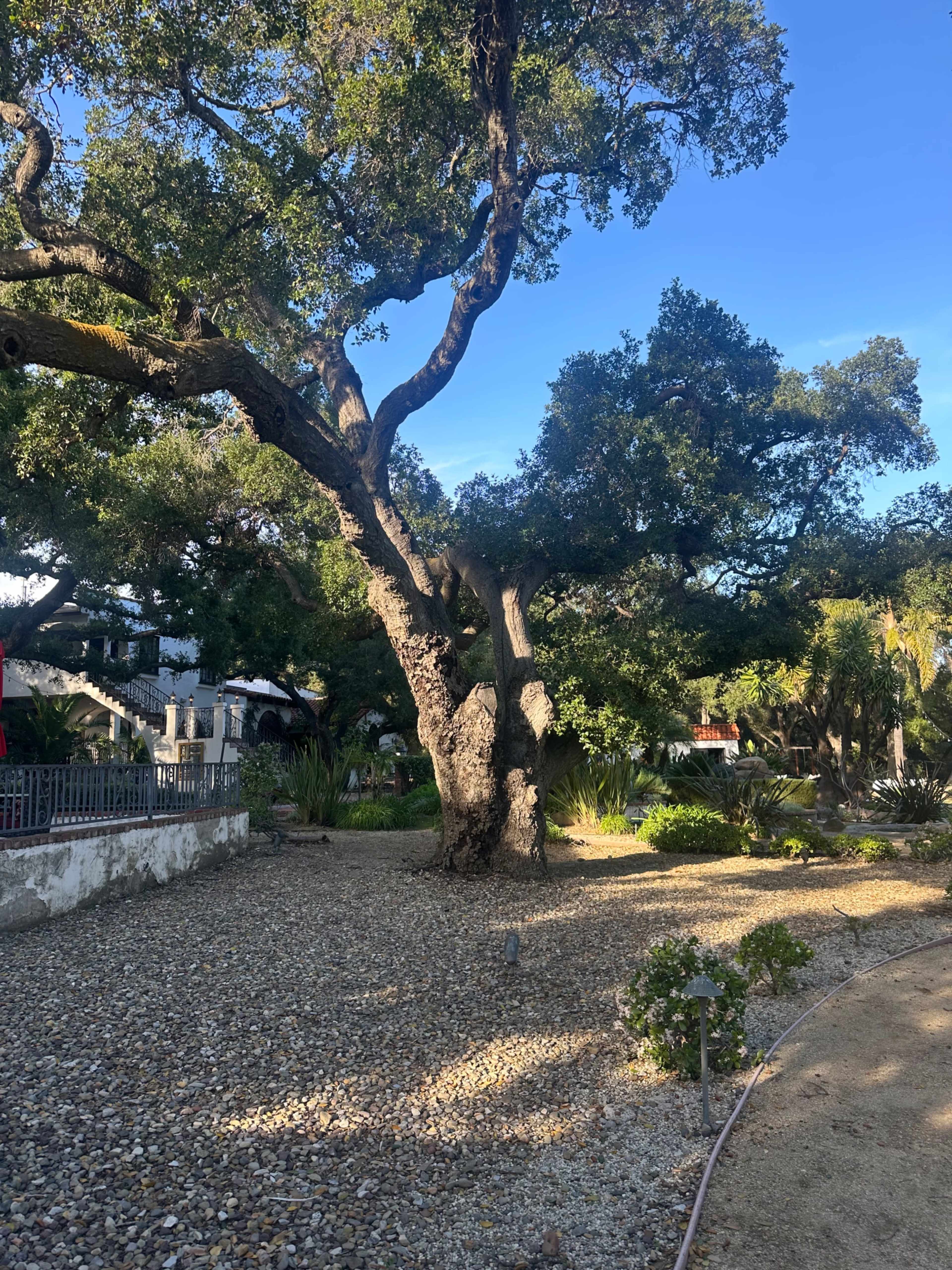 A large oak tree stands amid a gravel-covered garden, surrounded by various plants and trees under a clear blue sky.