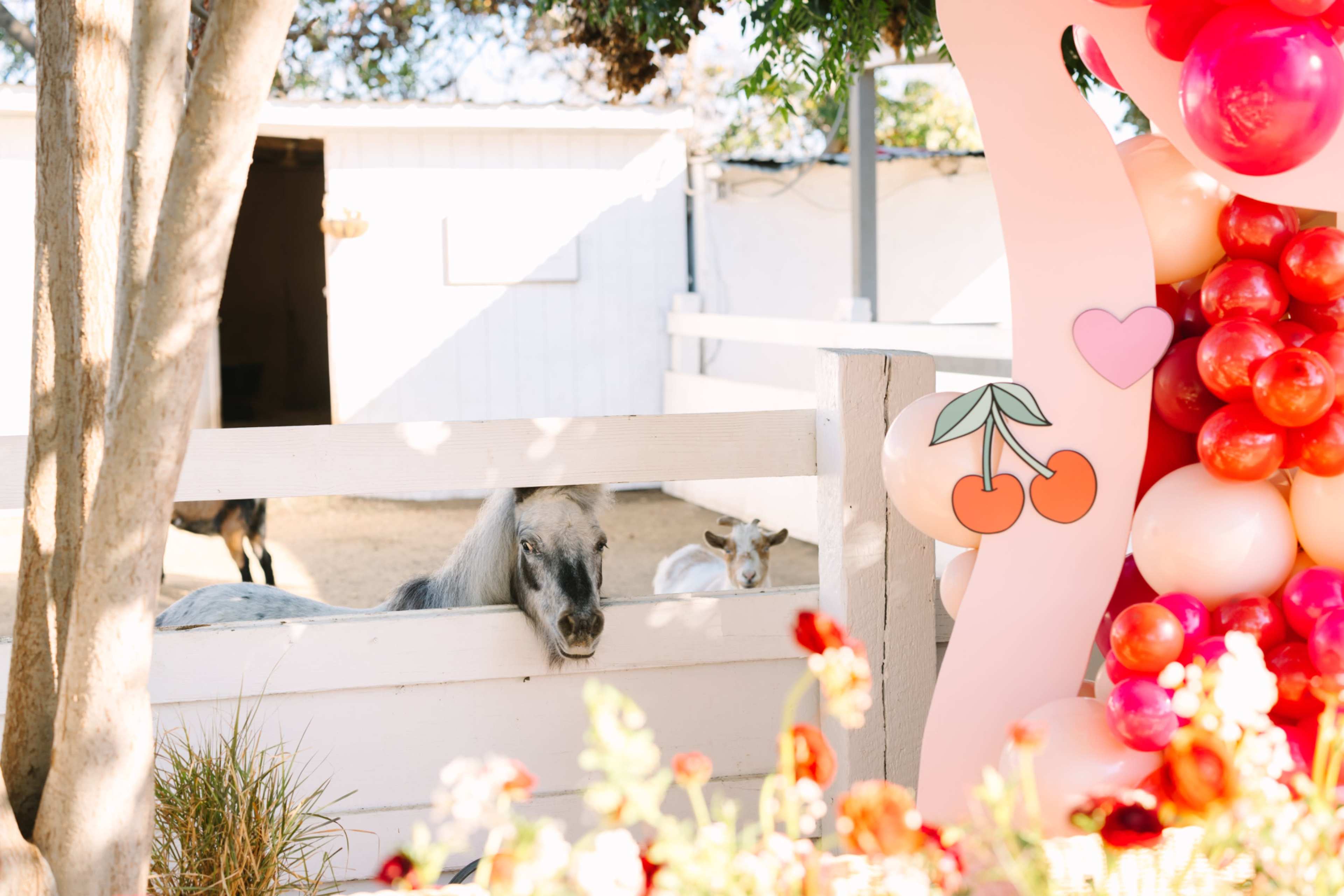 White Barn & Petting Zoo Image in Long Beach, Long Beach, CA