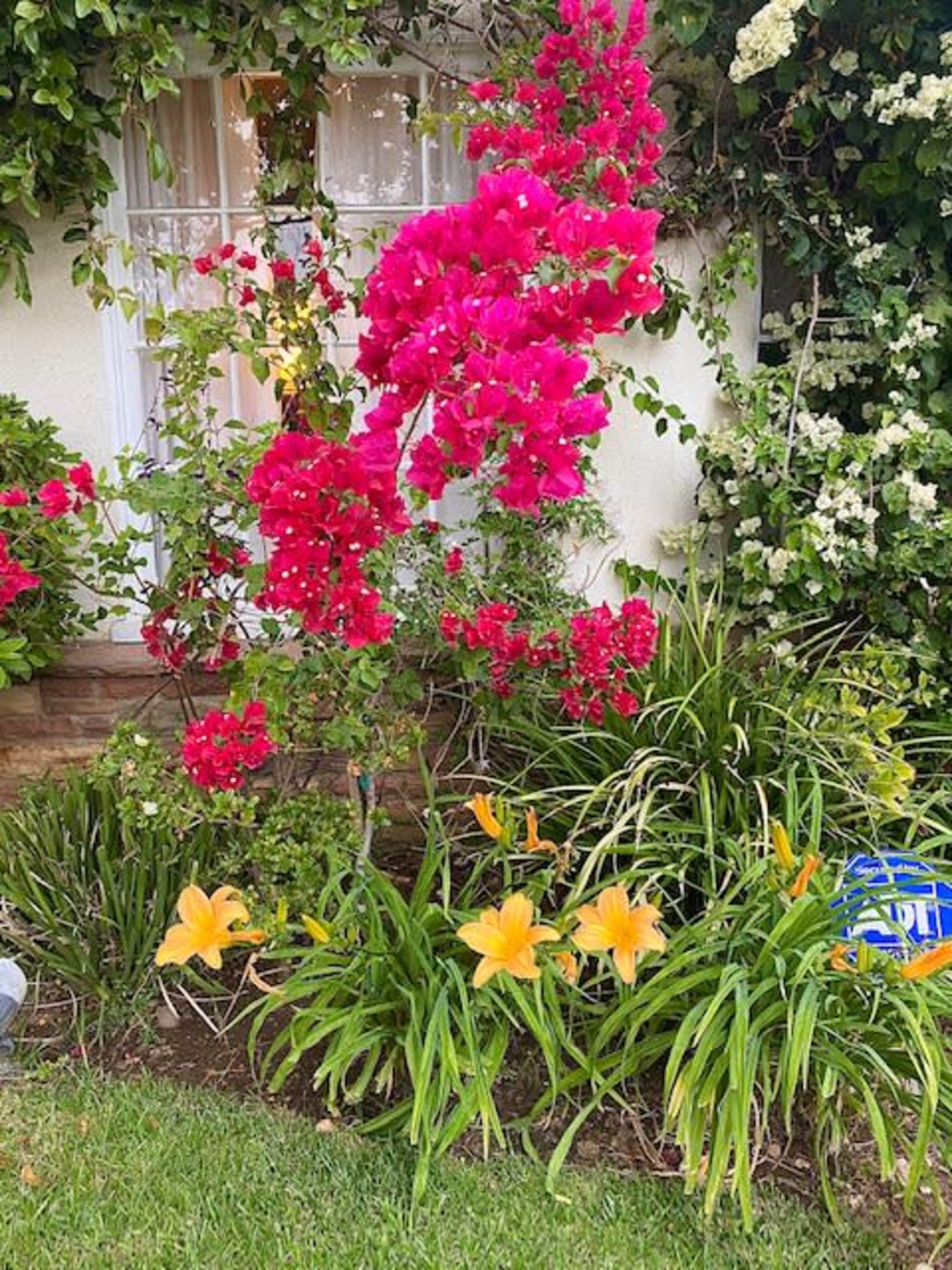 A garden with vibrant pink bougainvillea climbing up a wall, surrounded by green foliage and yellow daylilies in the foreground.