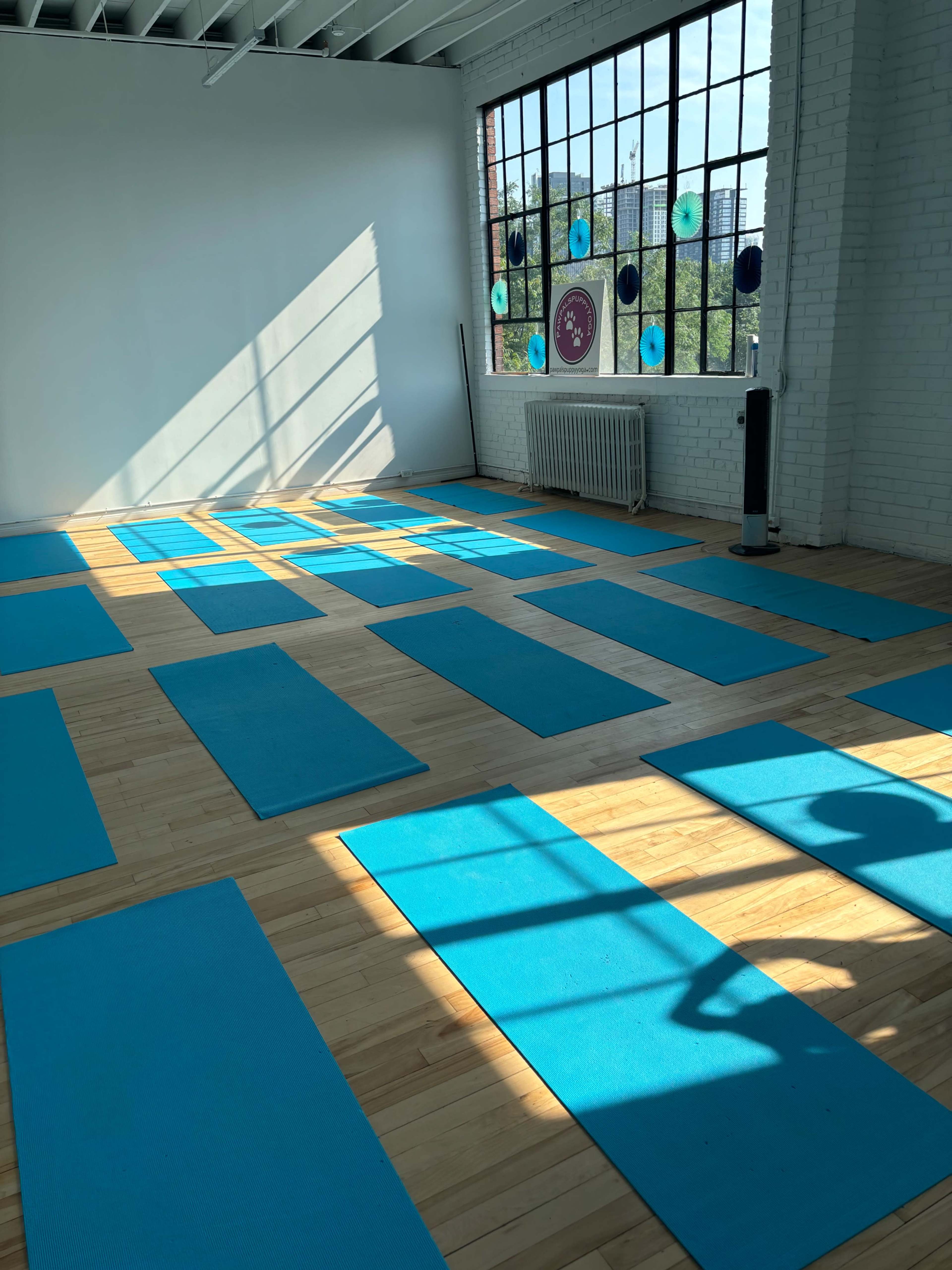 A spacious yoga studio with bright blue mats arranged neatly on a wooden floor, illuminated by sunlight streaming through large windows.